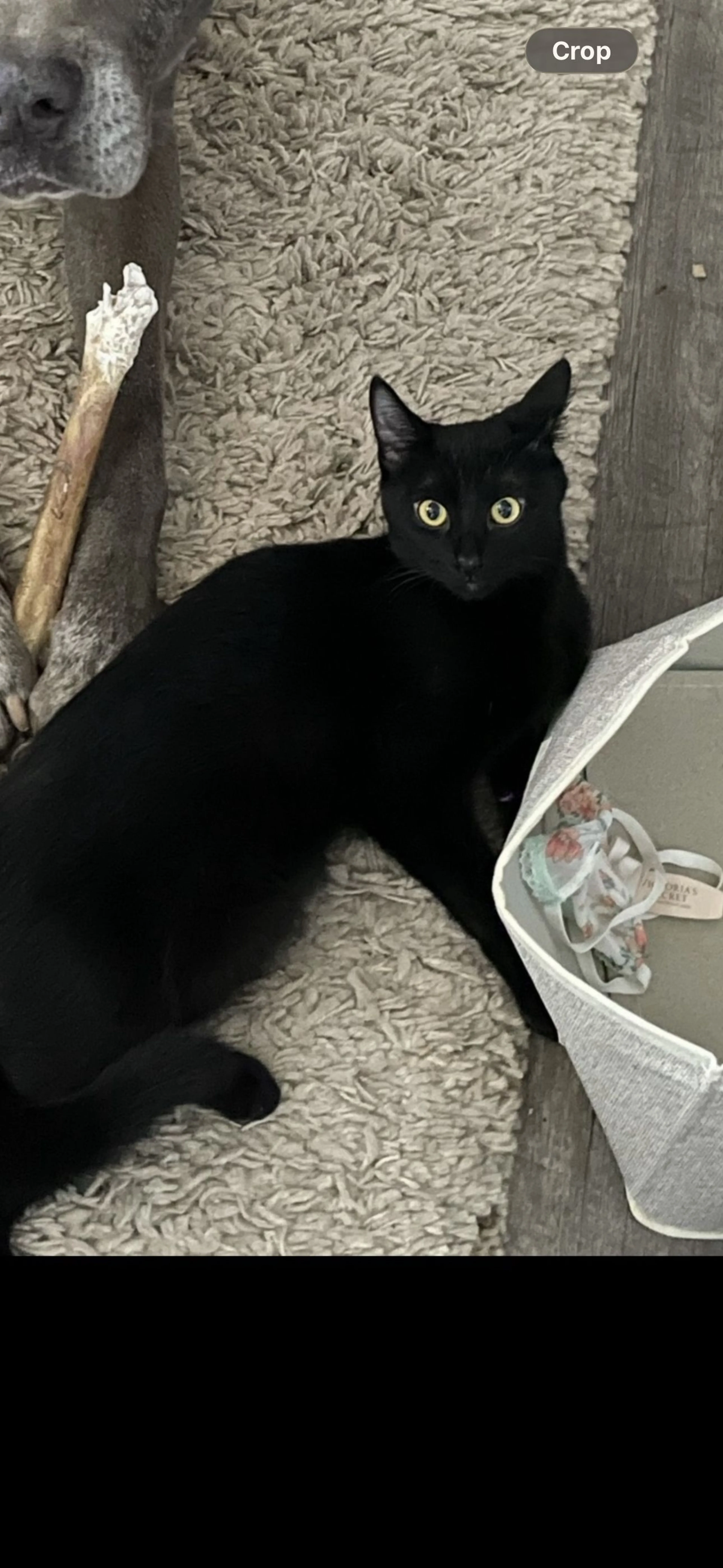 Lost pet