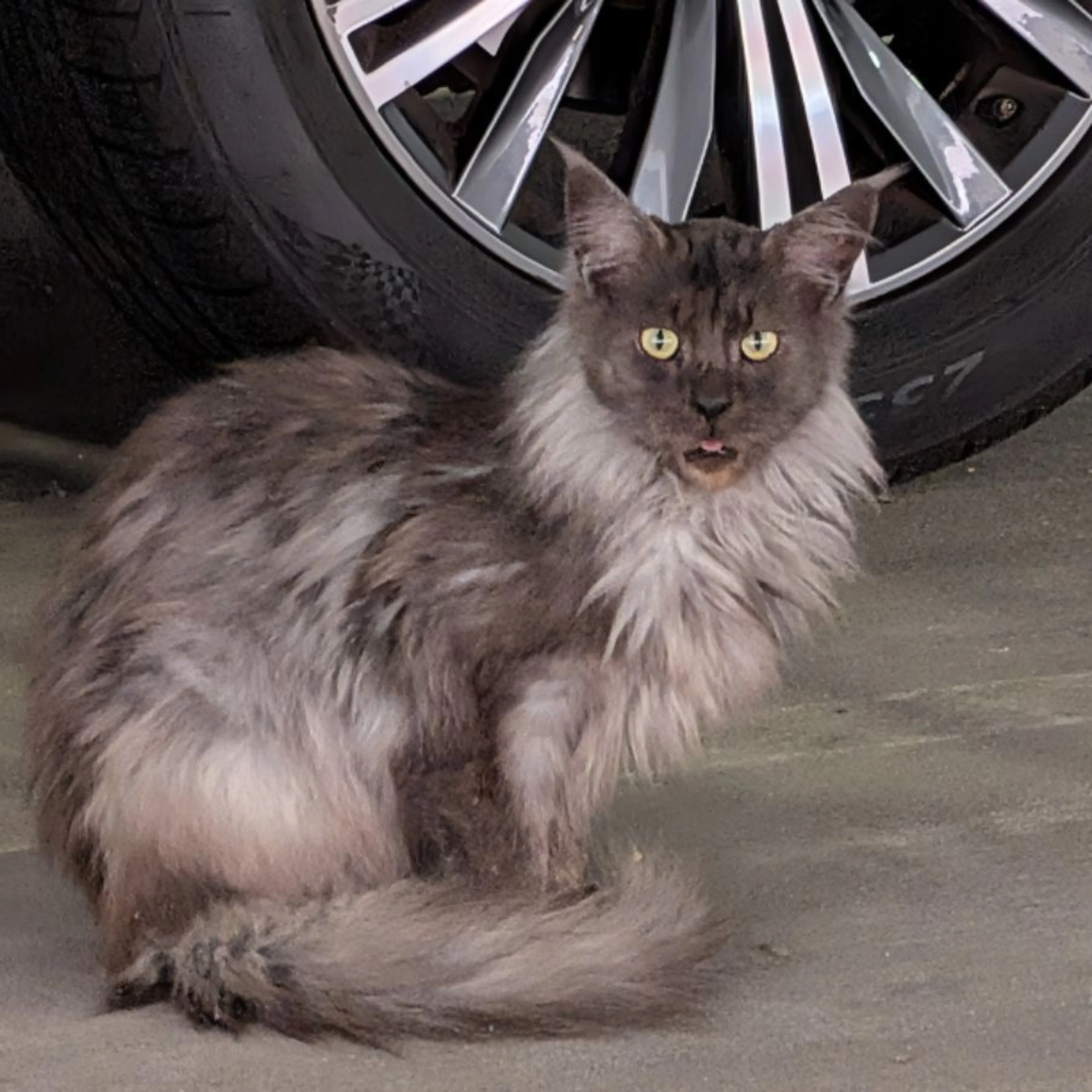 Found pet