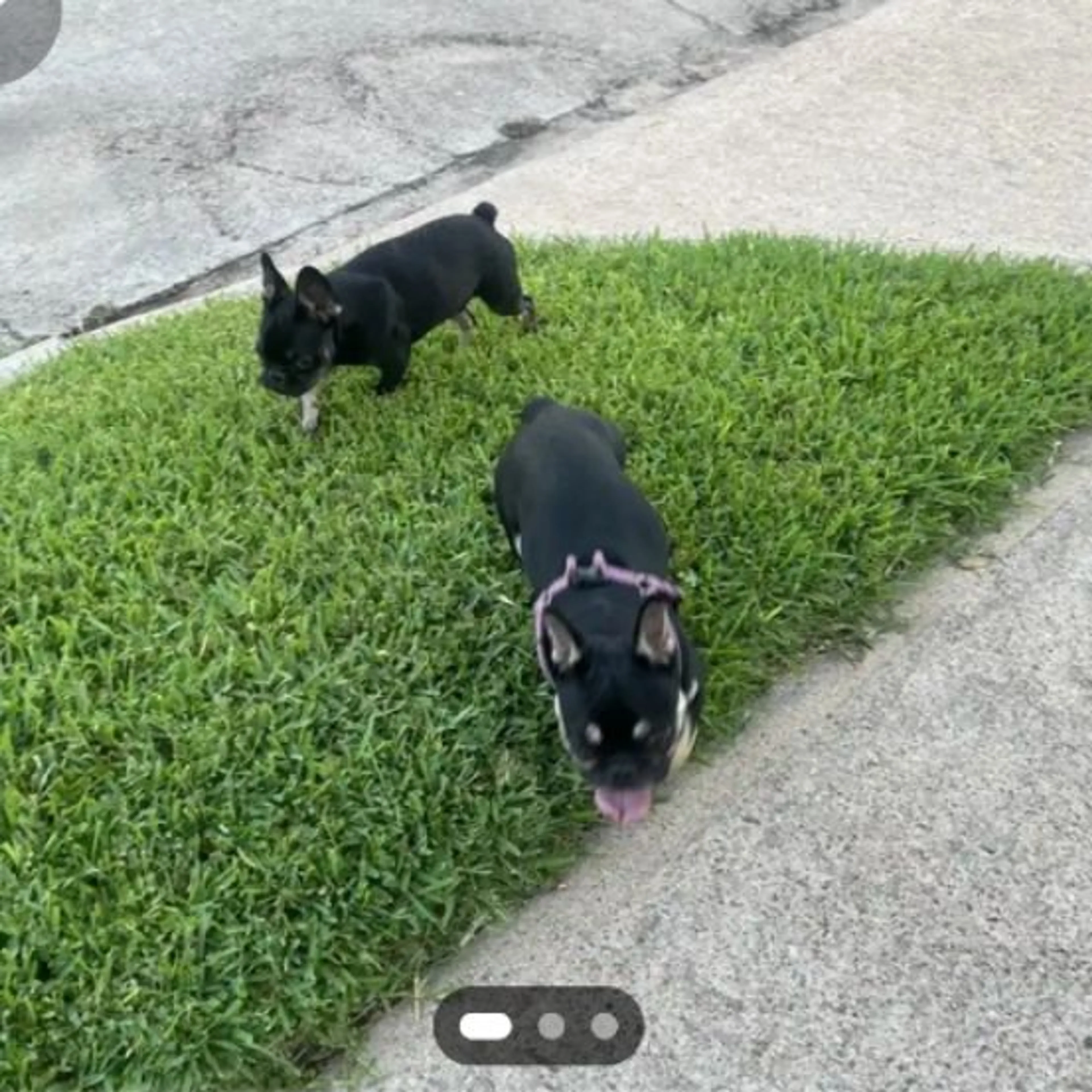 Lost pet