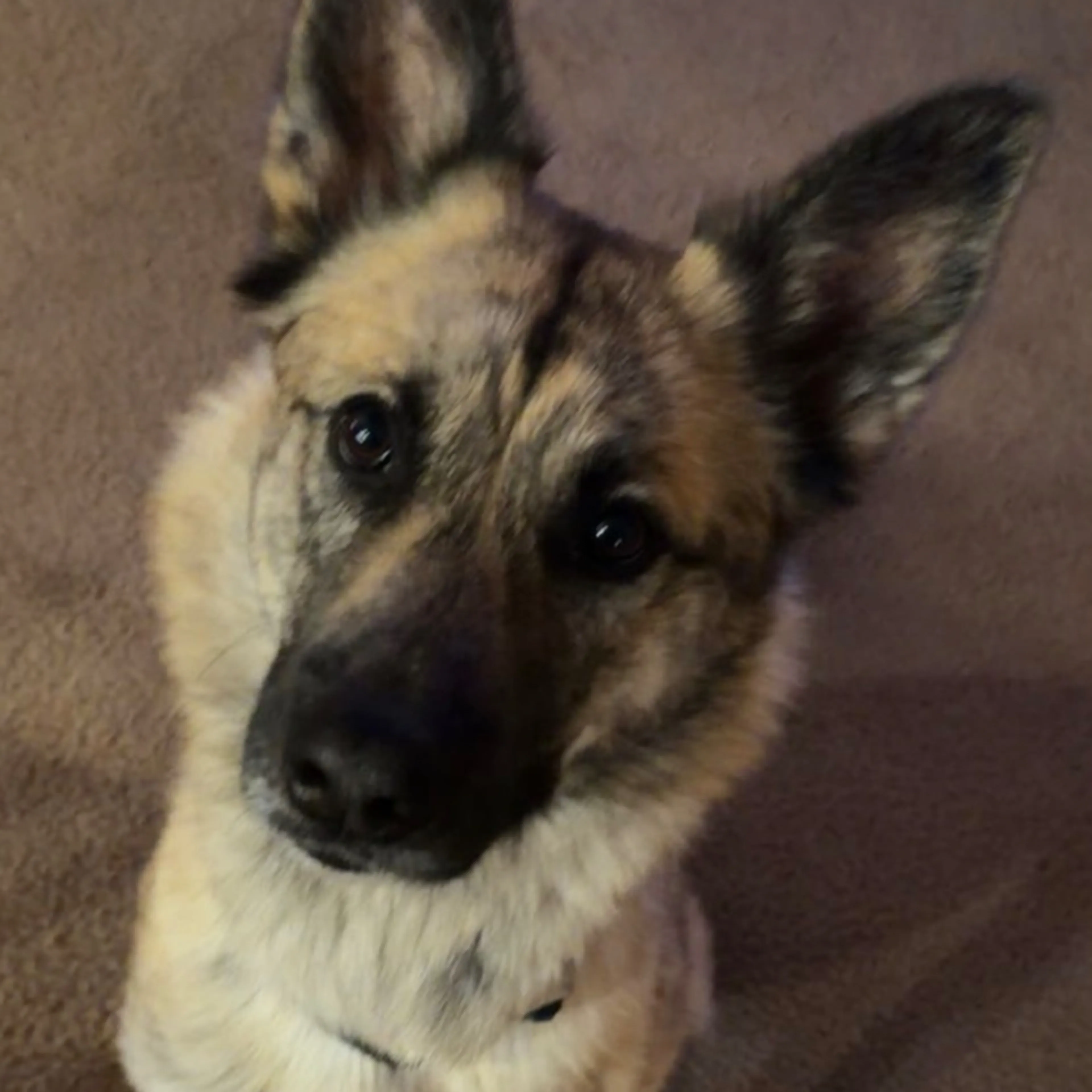 Lost pet-2