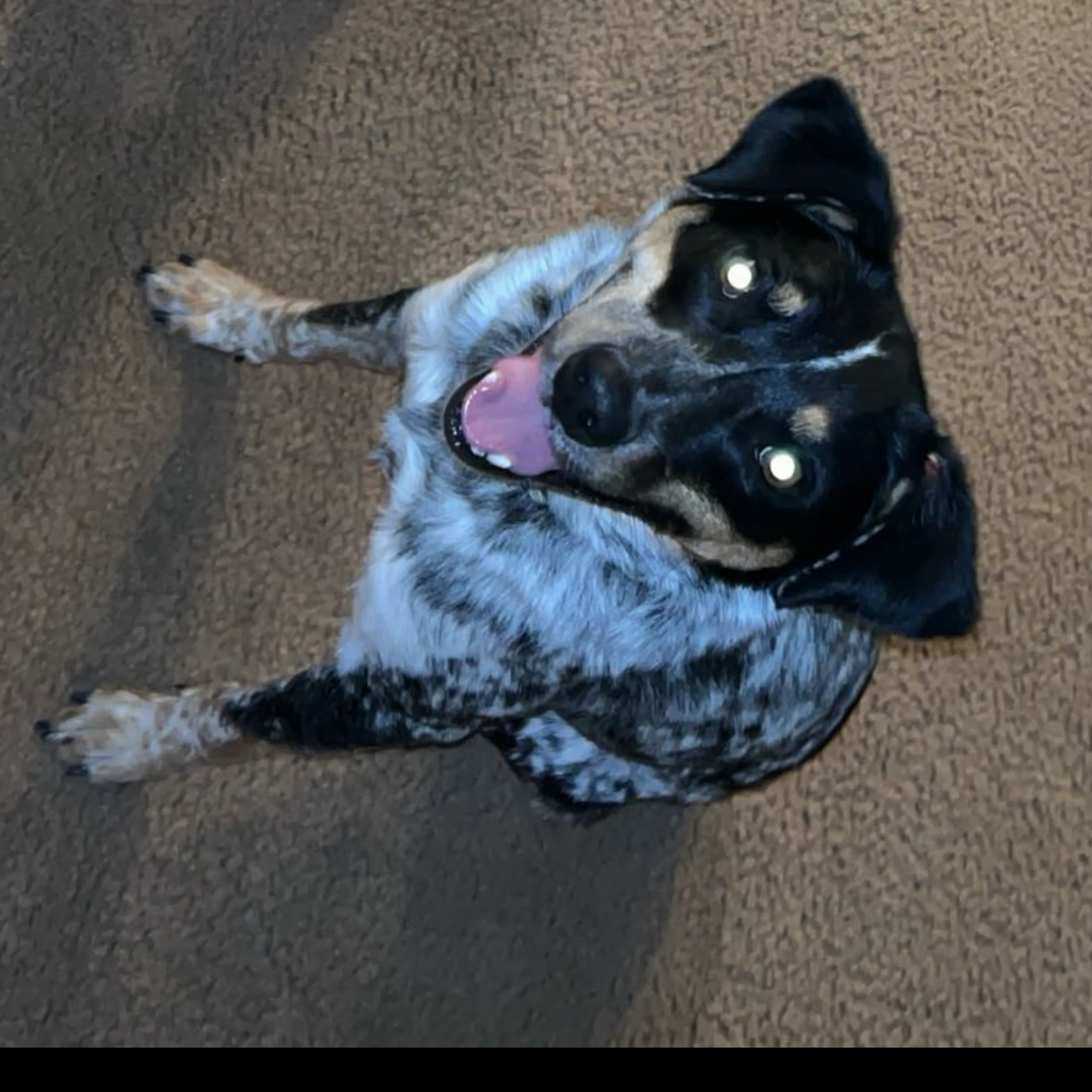 Lost pet-1
