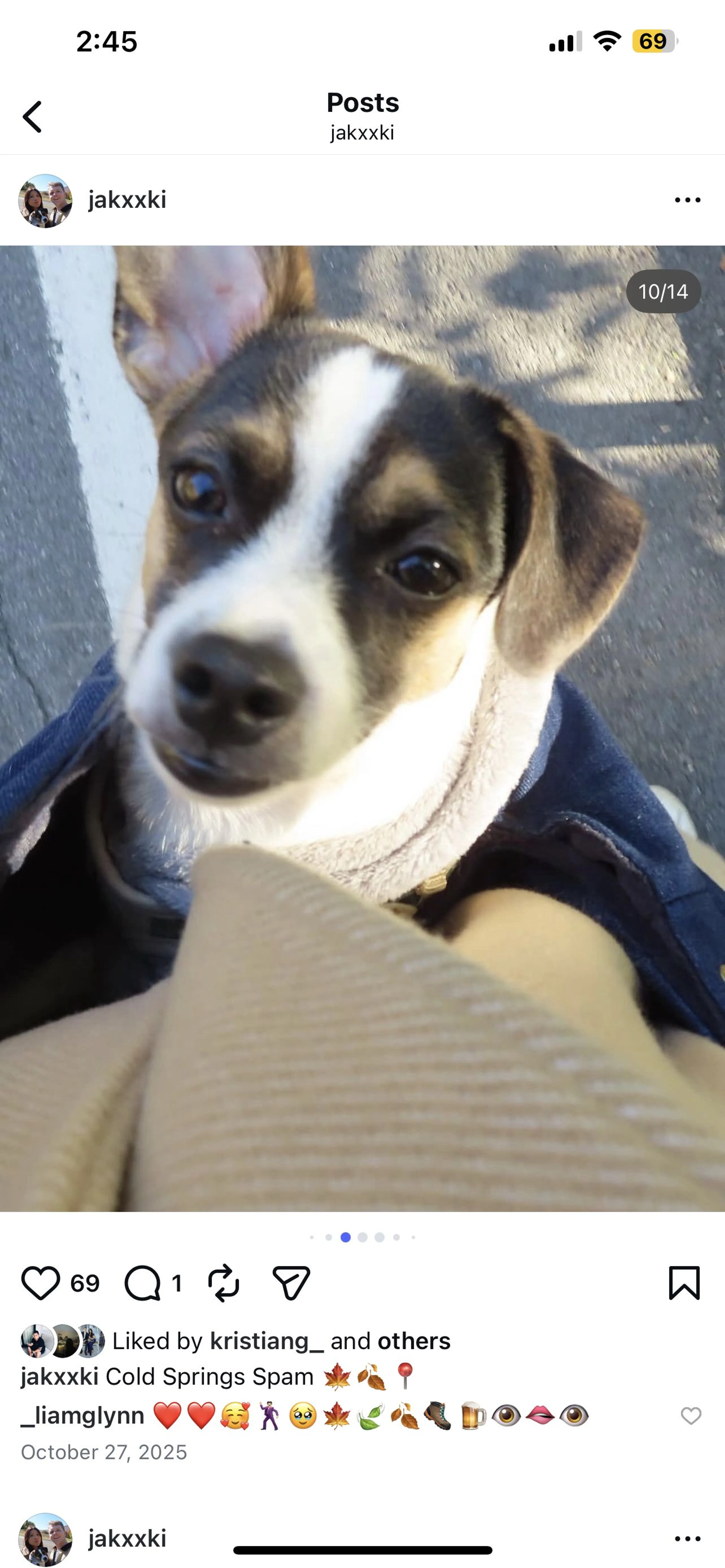 Lost pet-2