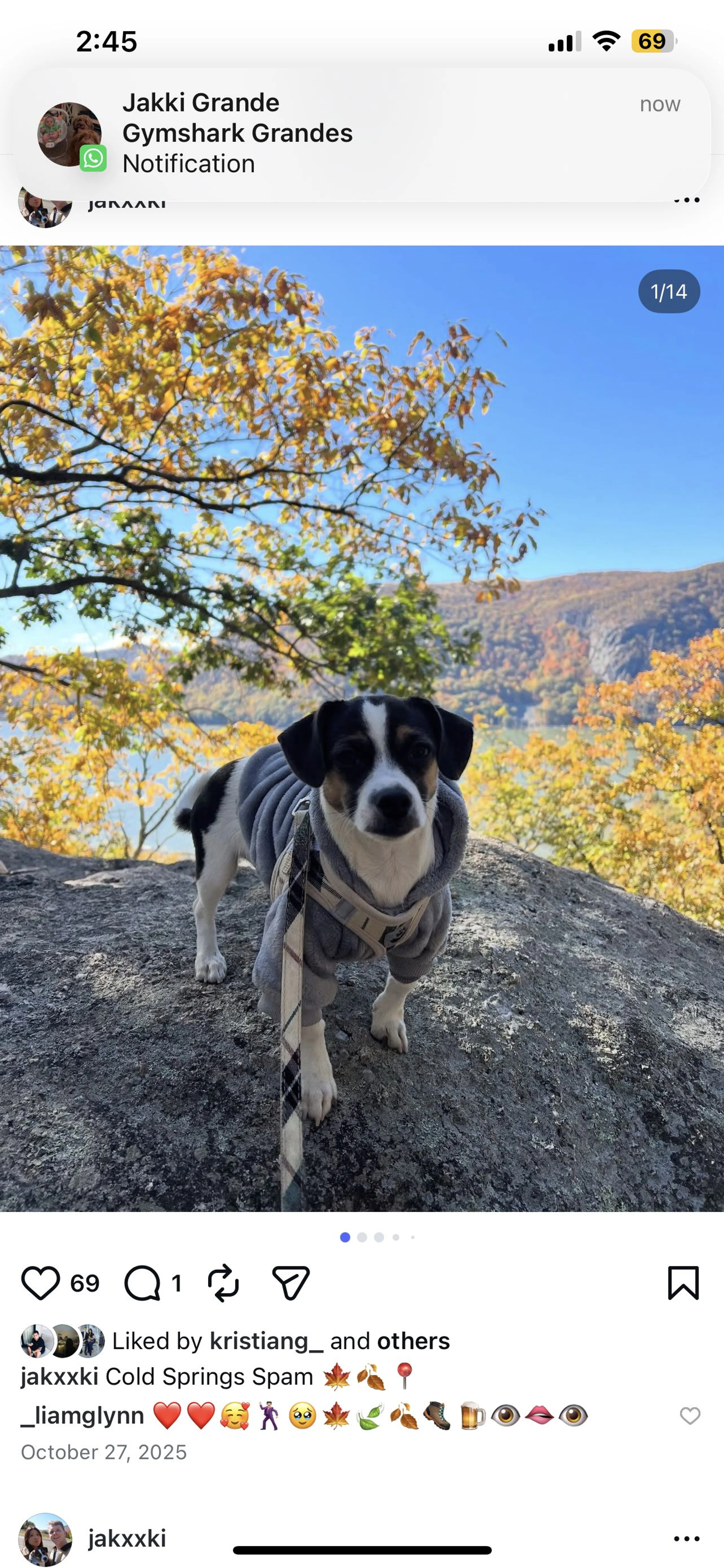 Lost pet-1