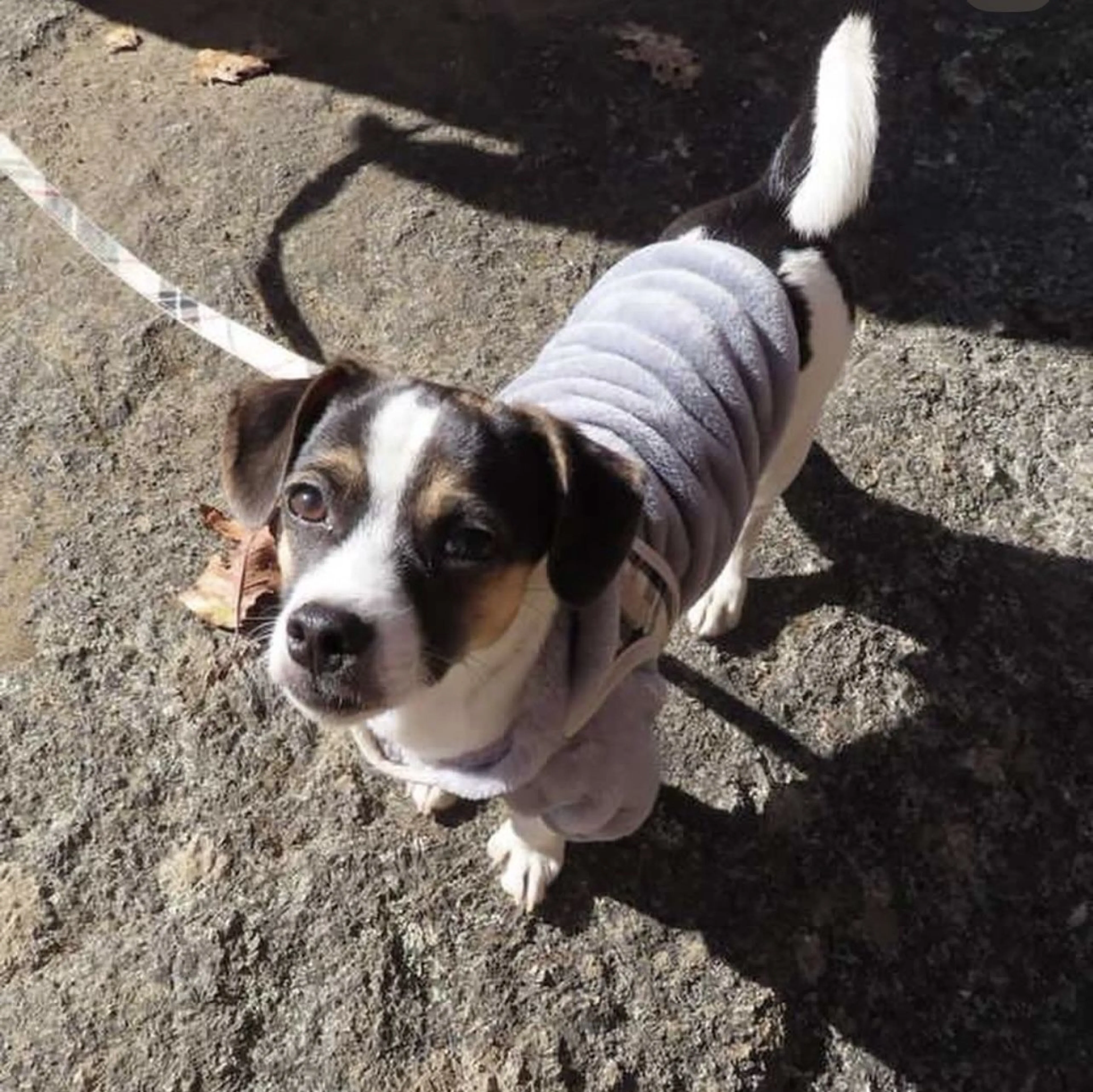 Lost pet-3