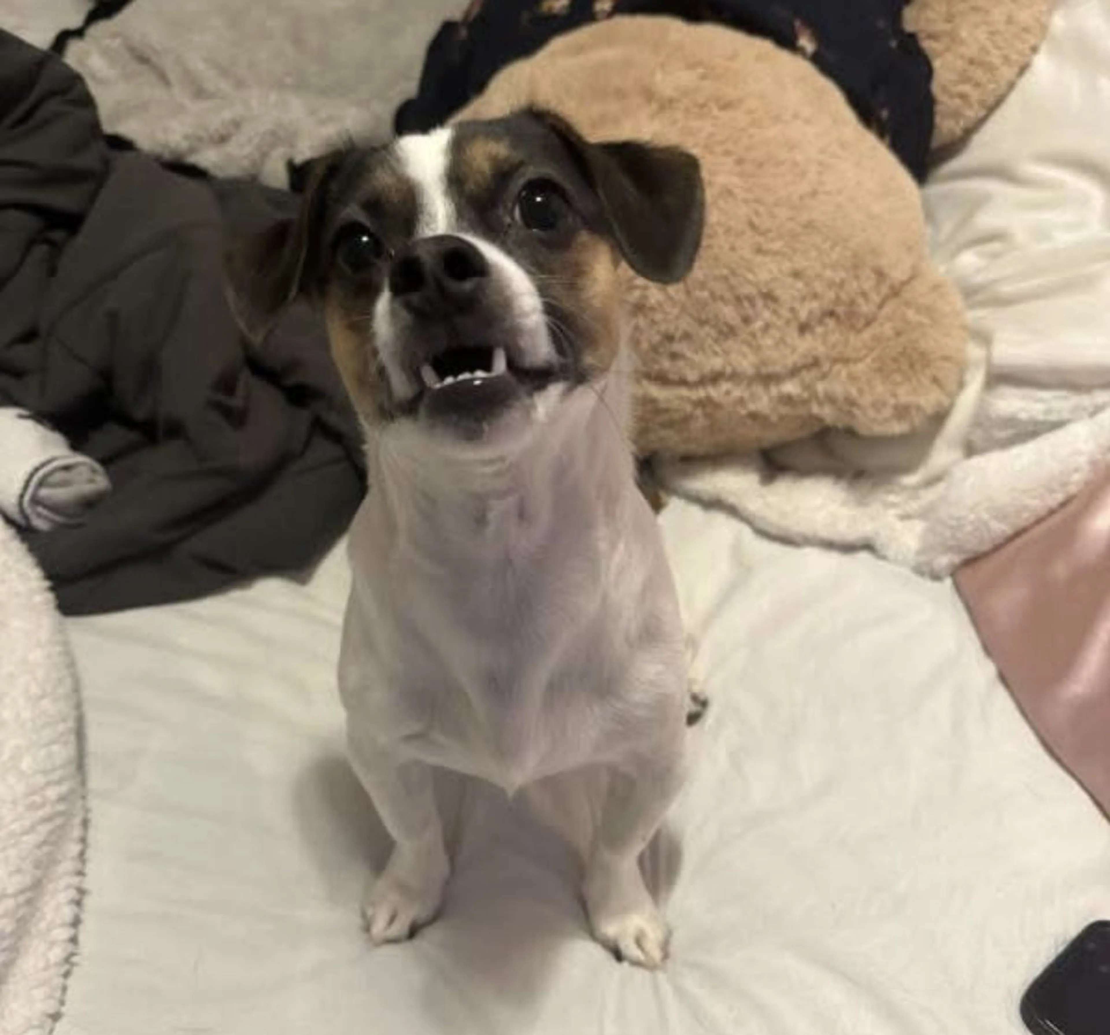 Lost pet-0