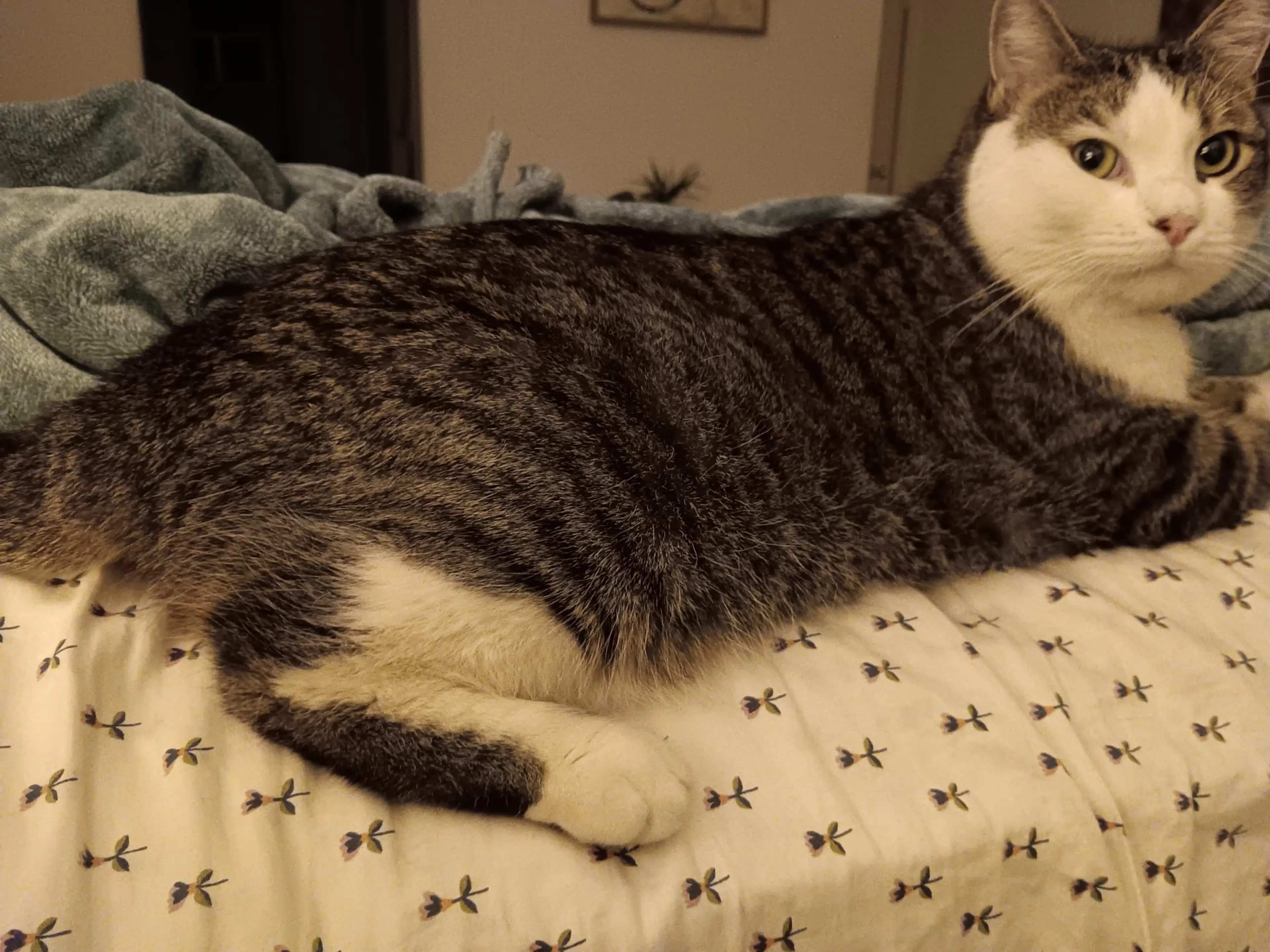 Lost pet