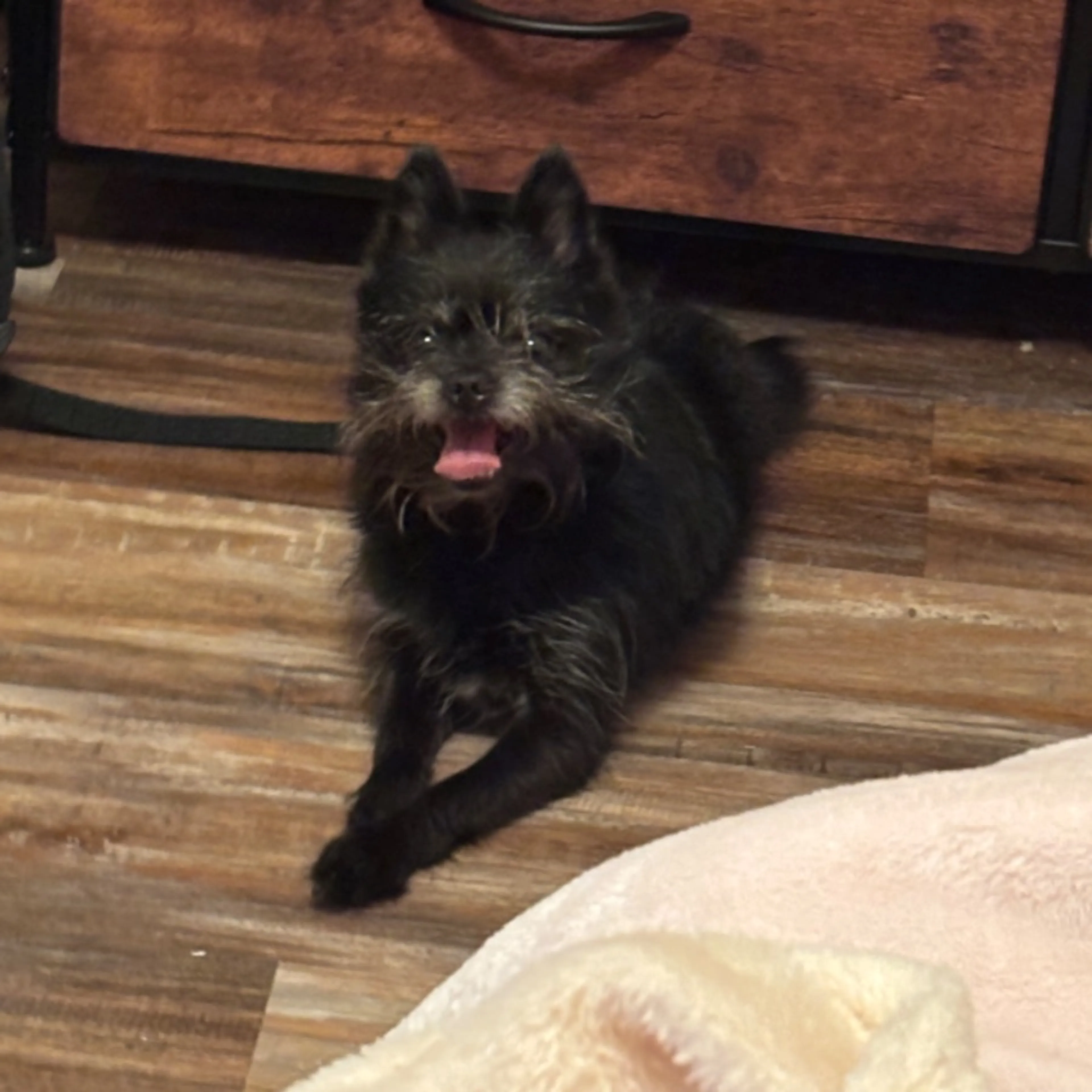 Lost pet