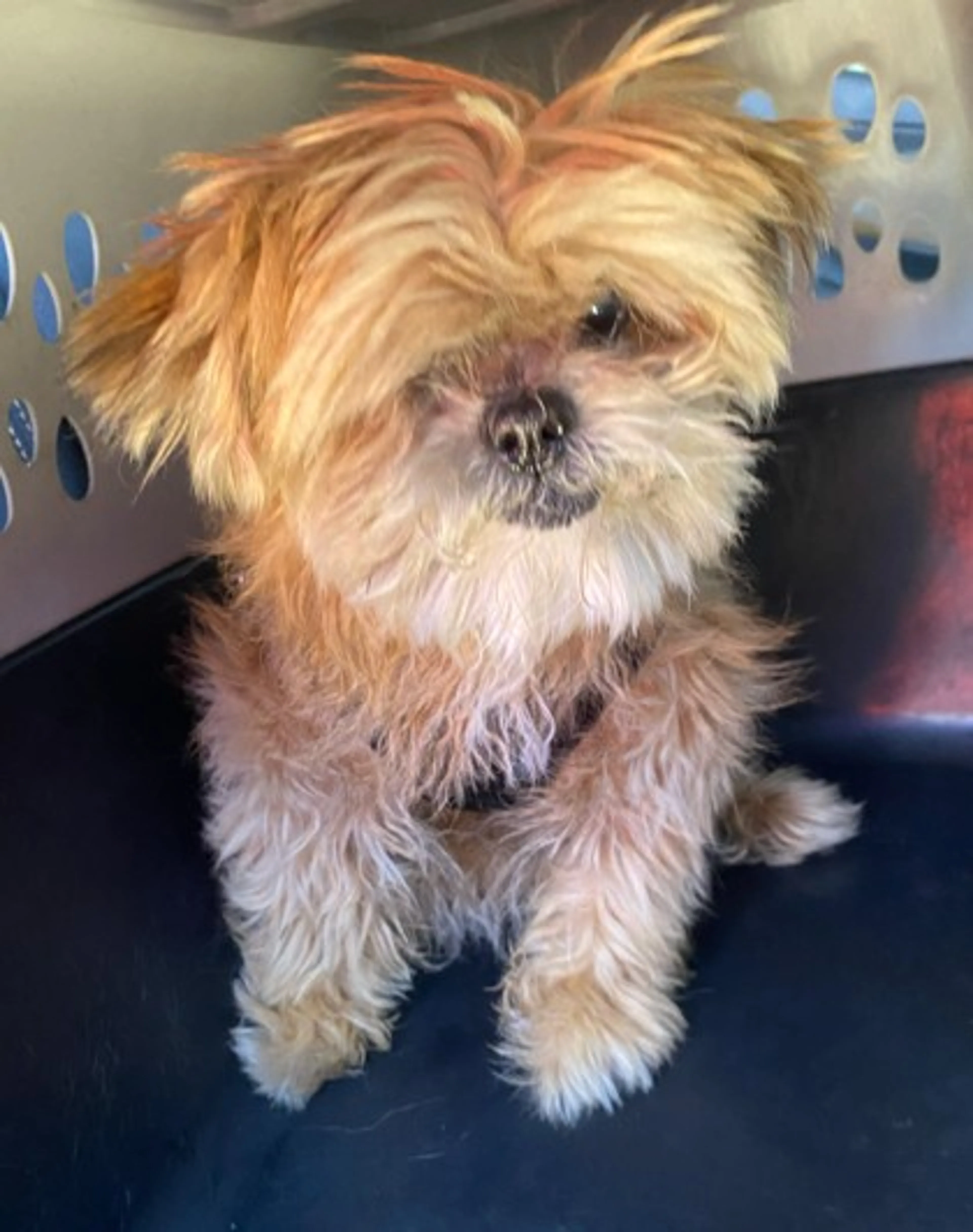 Found pet