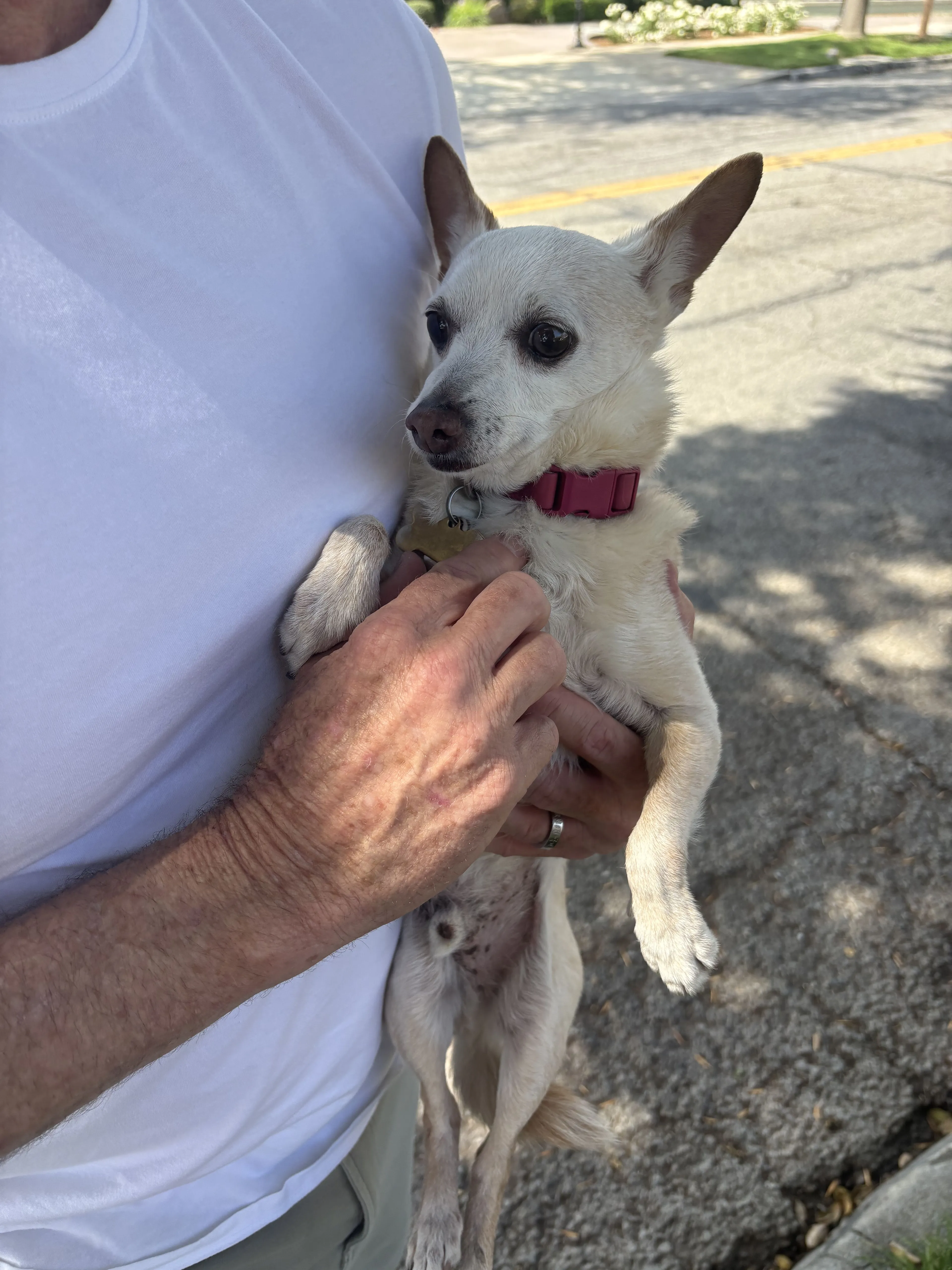 Lost pet