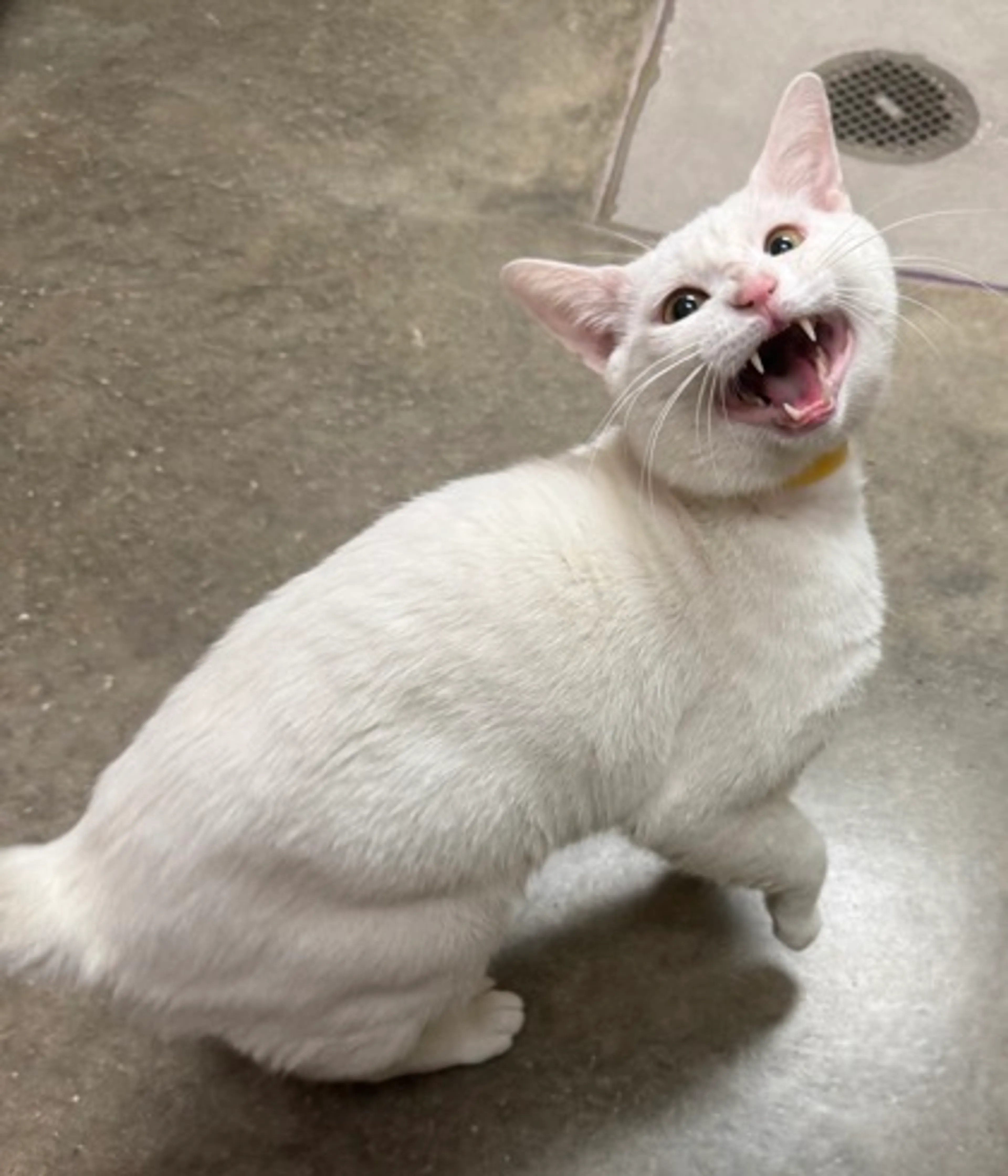 Found pet-0