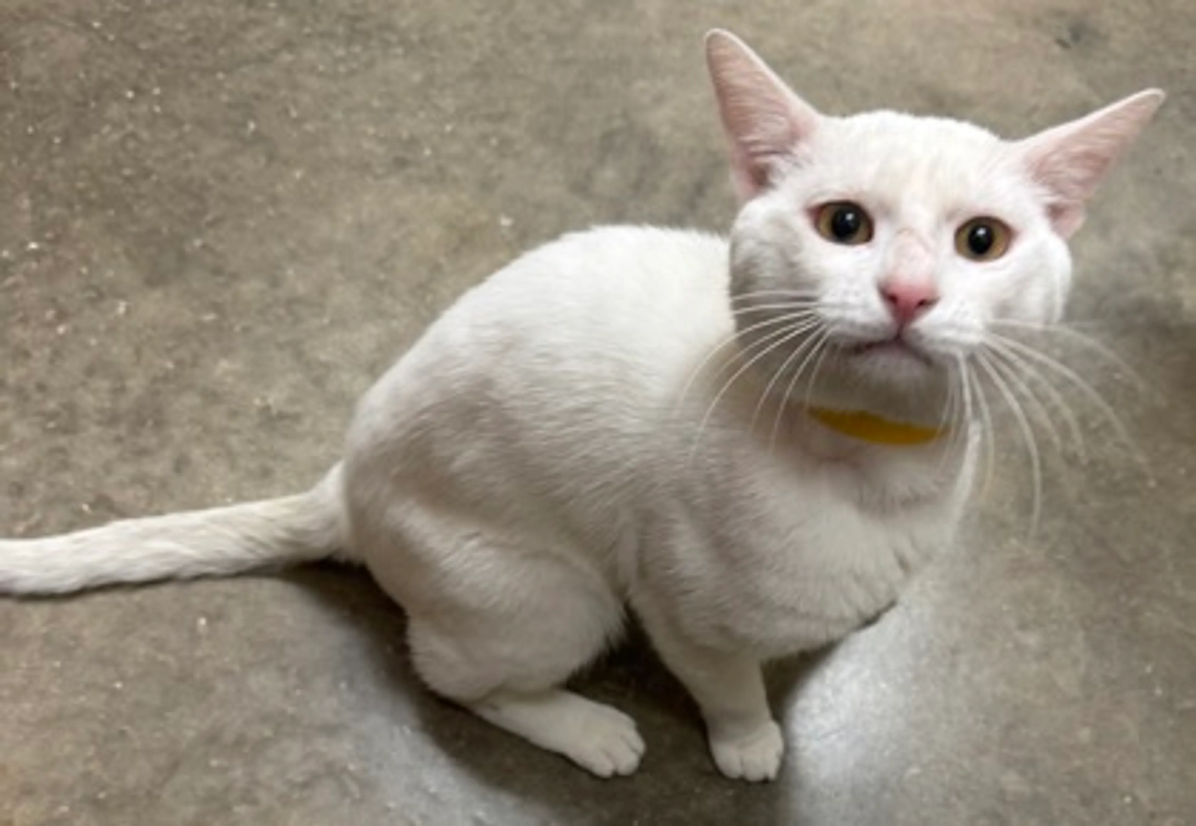 Found pet-1