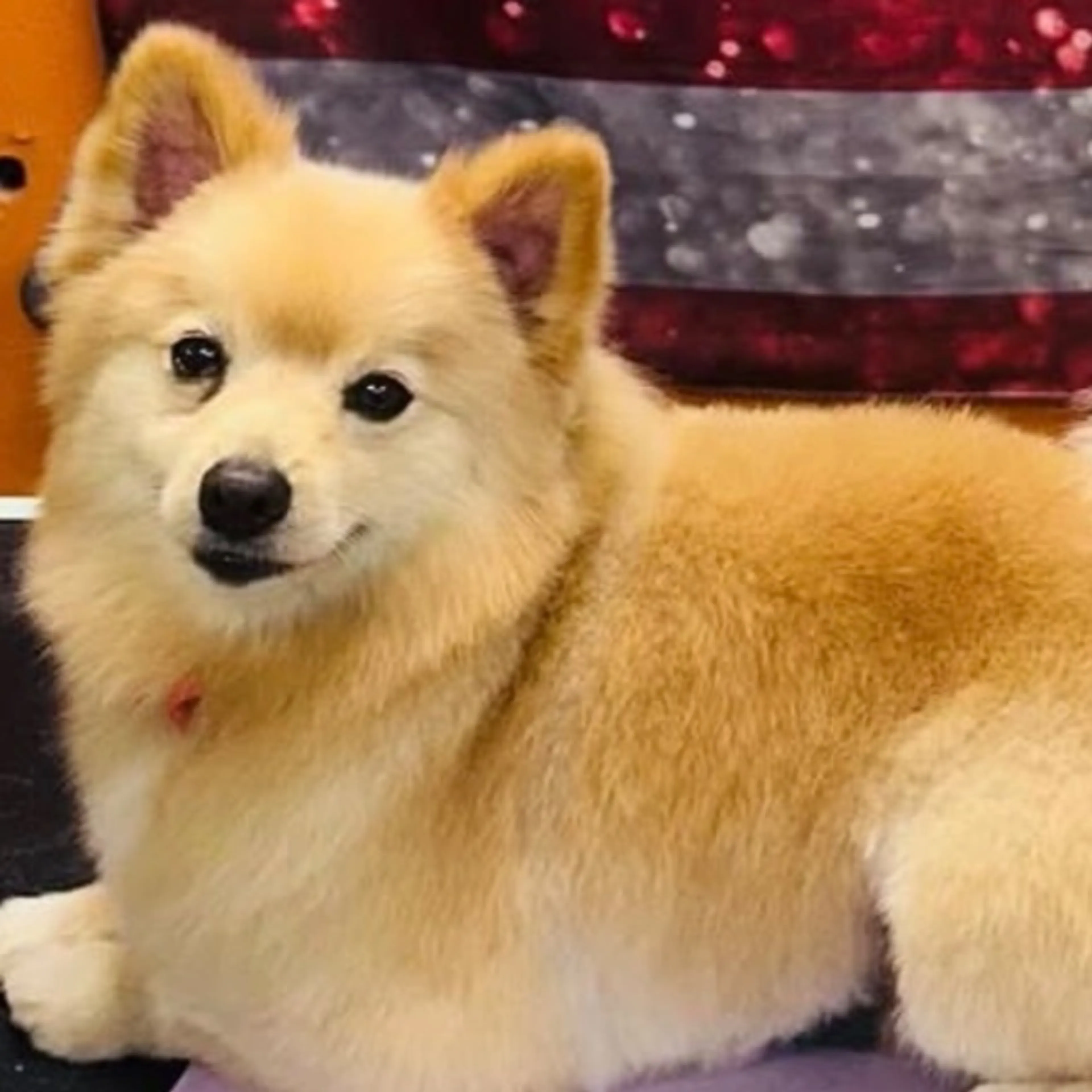 Lost pet