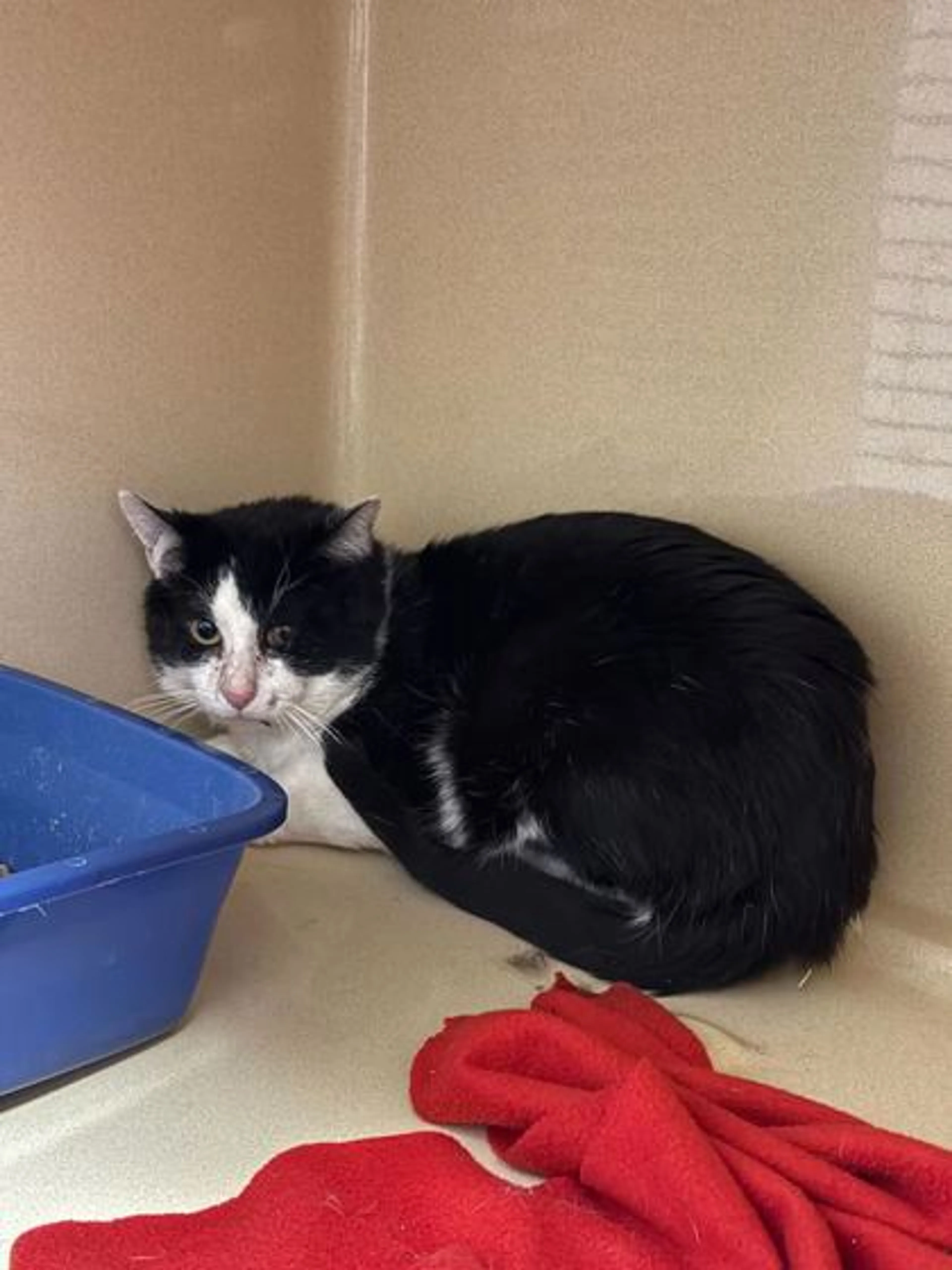Found pet