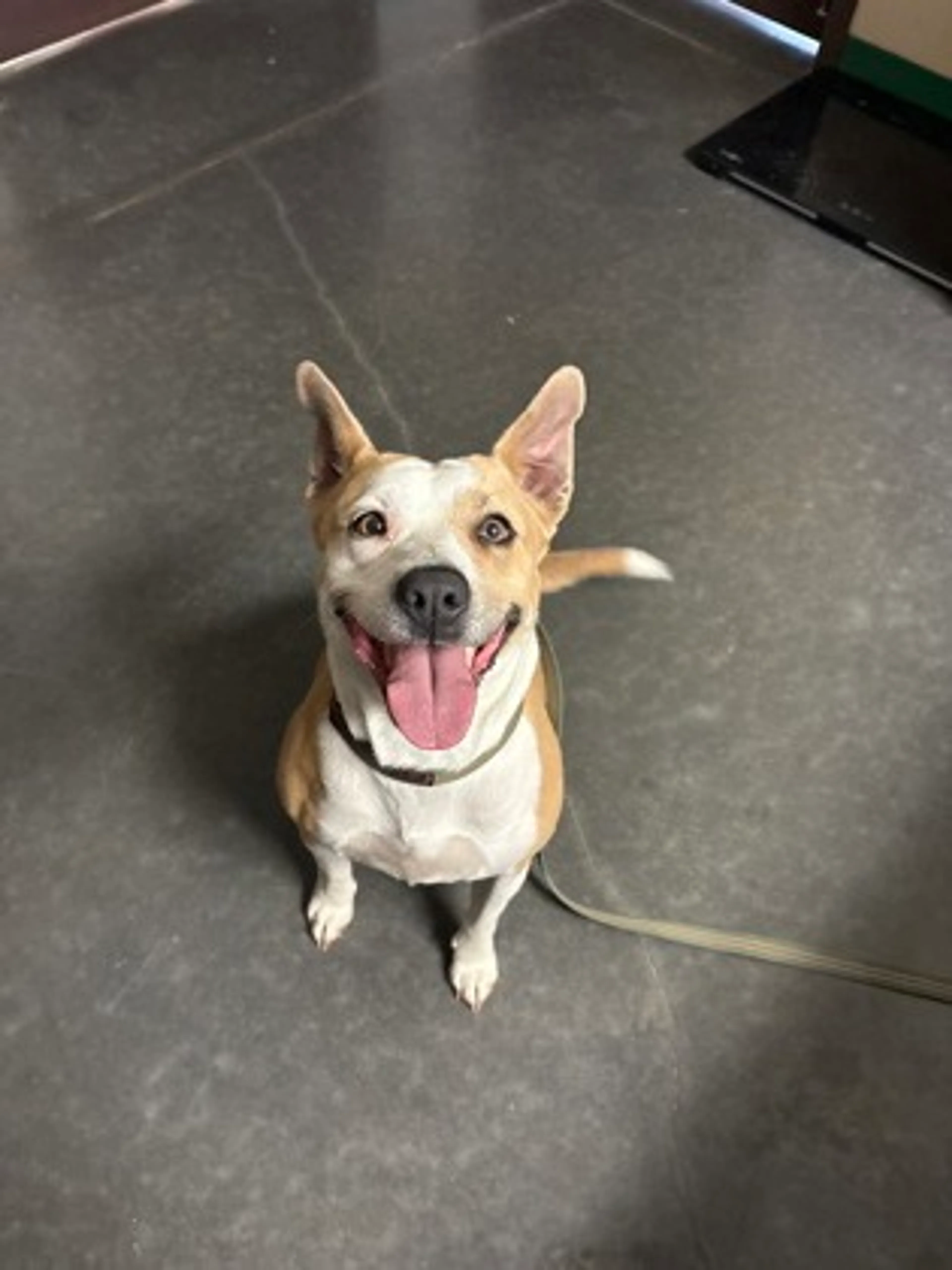 Found pet