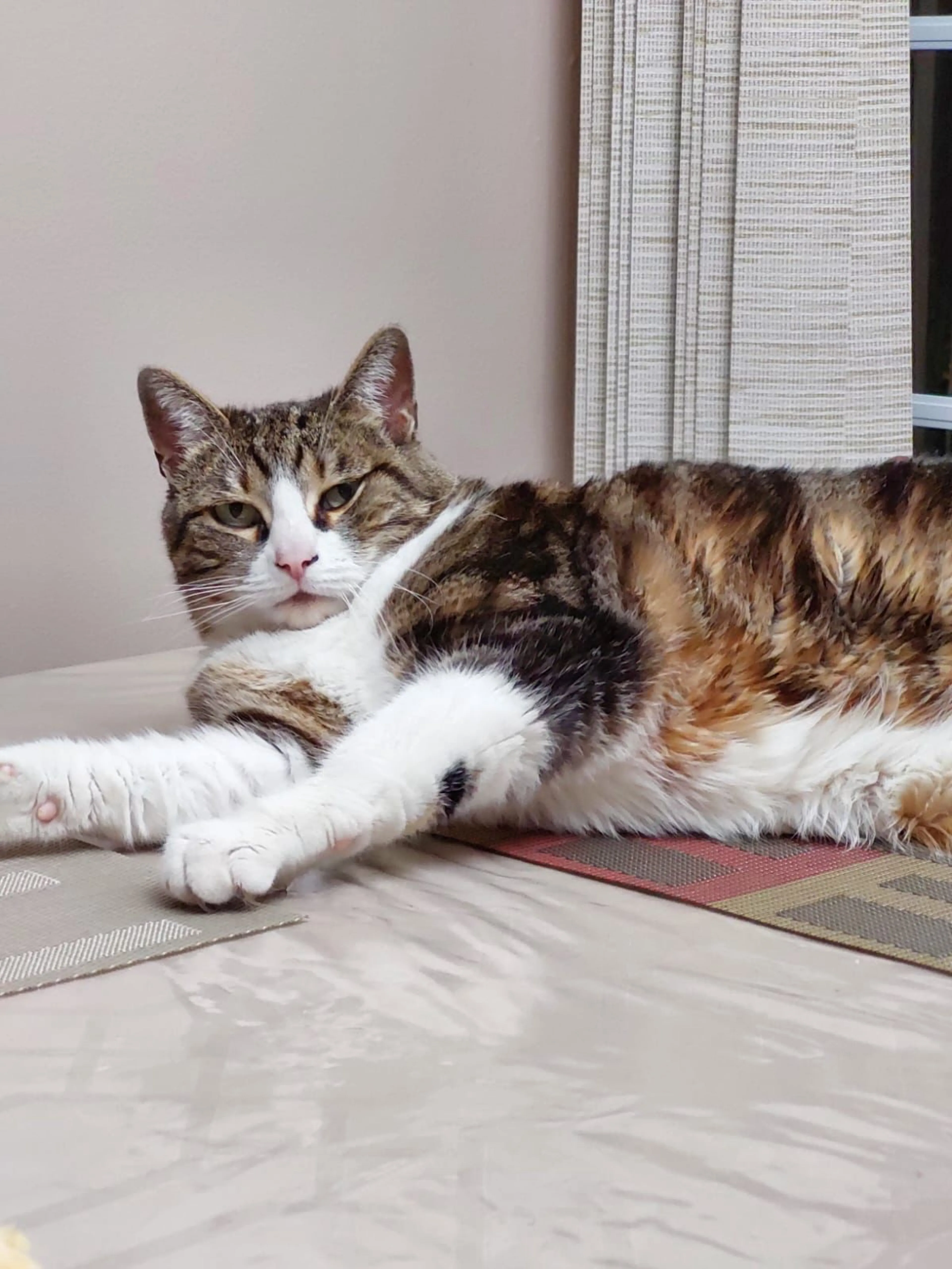 Lost pet