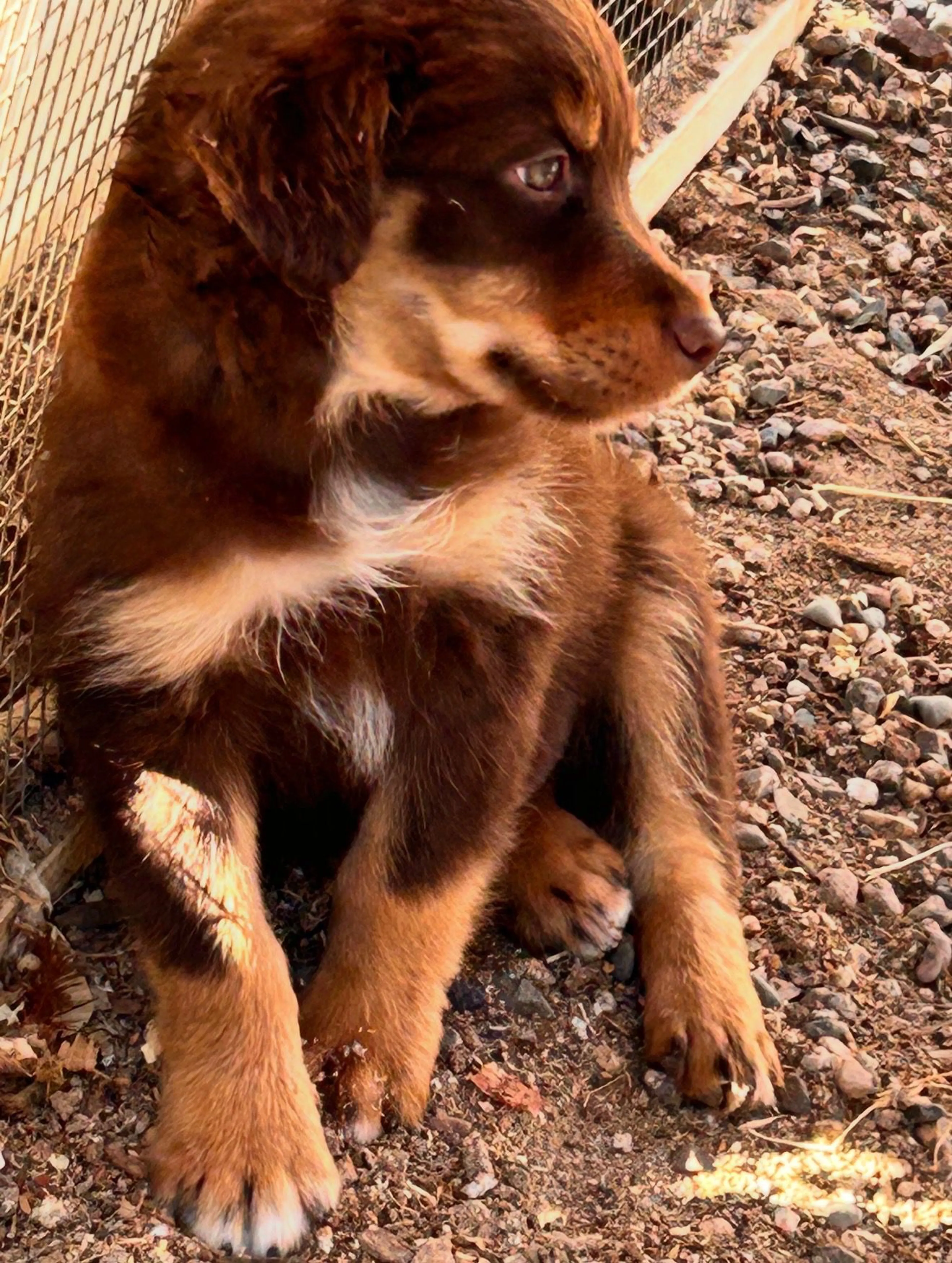 Lost pet