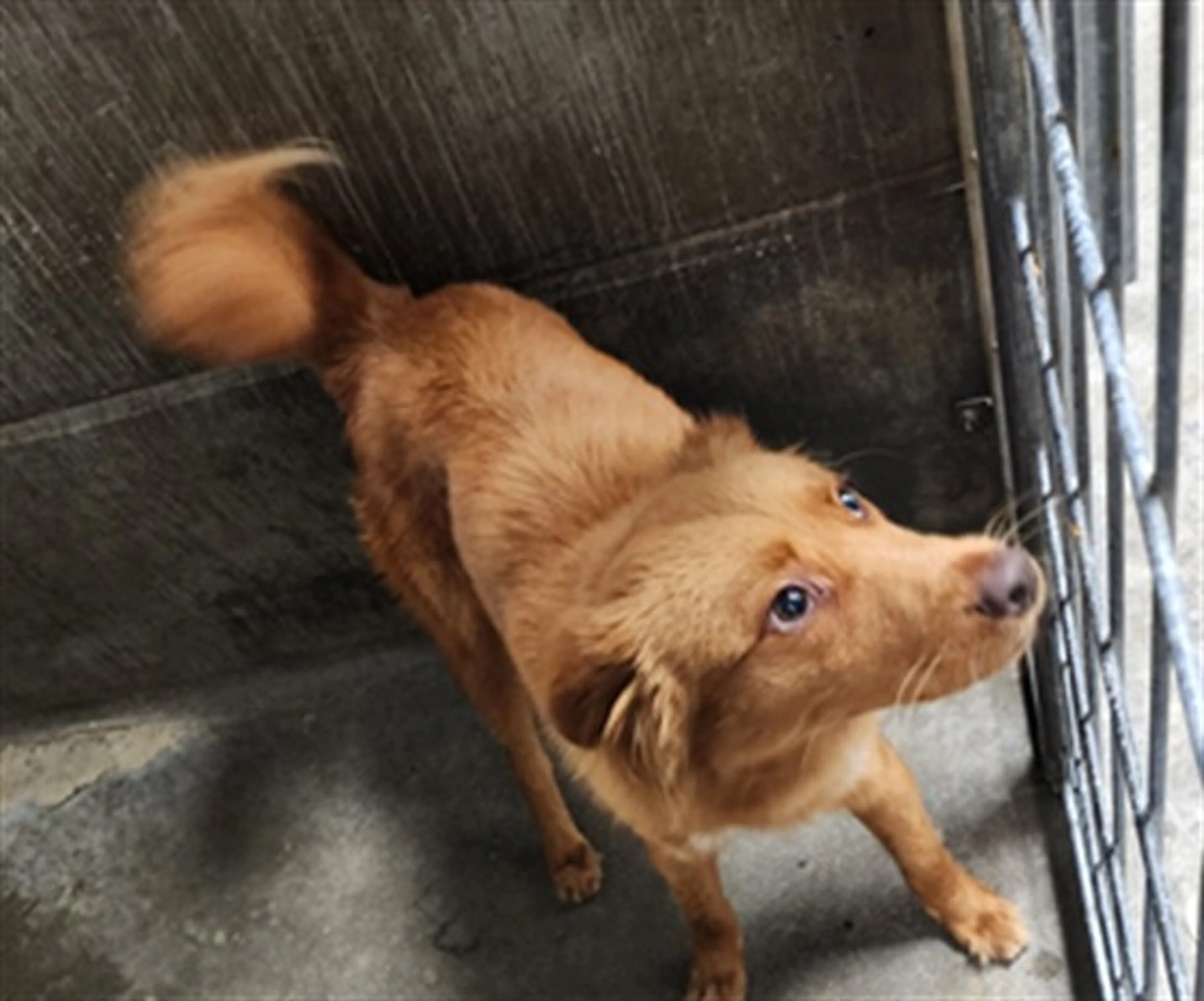 Found pet