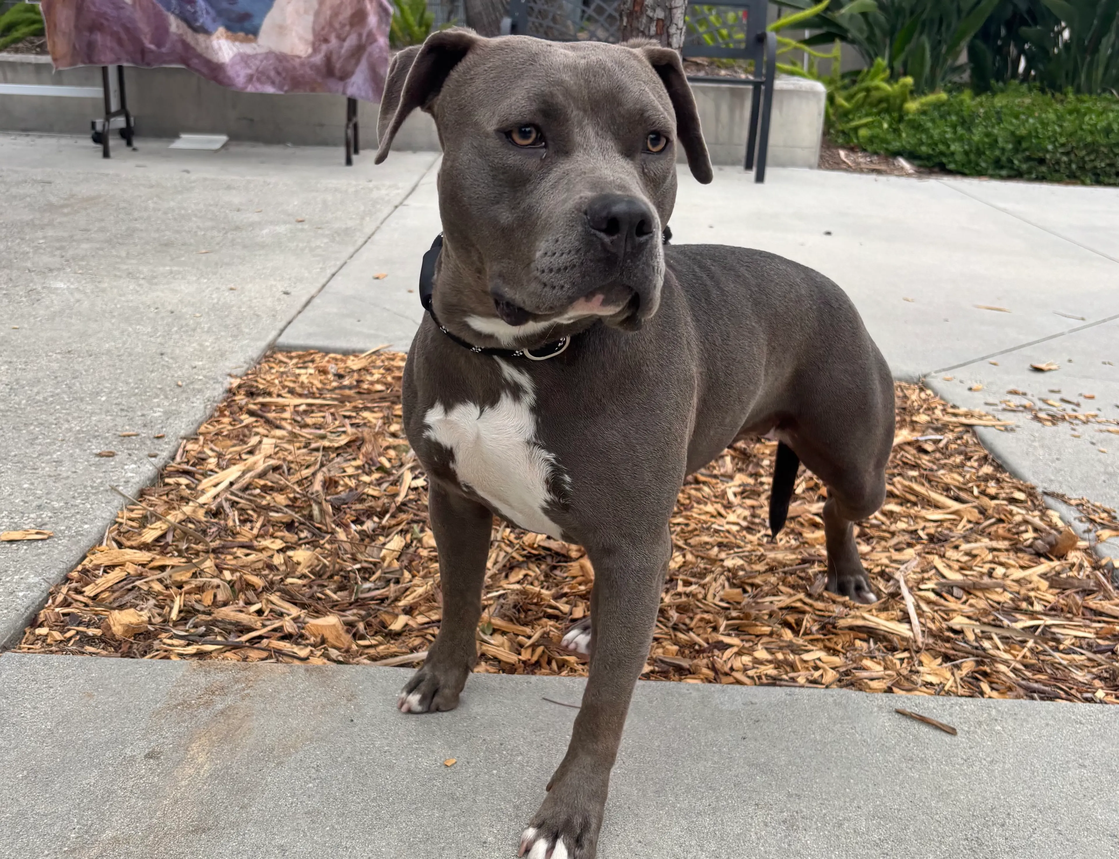 Found pet