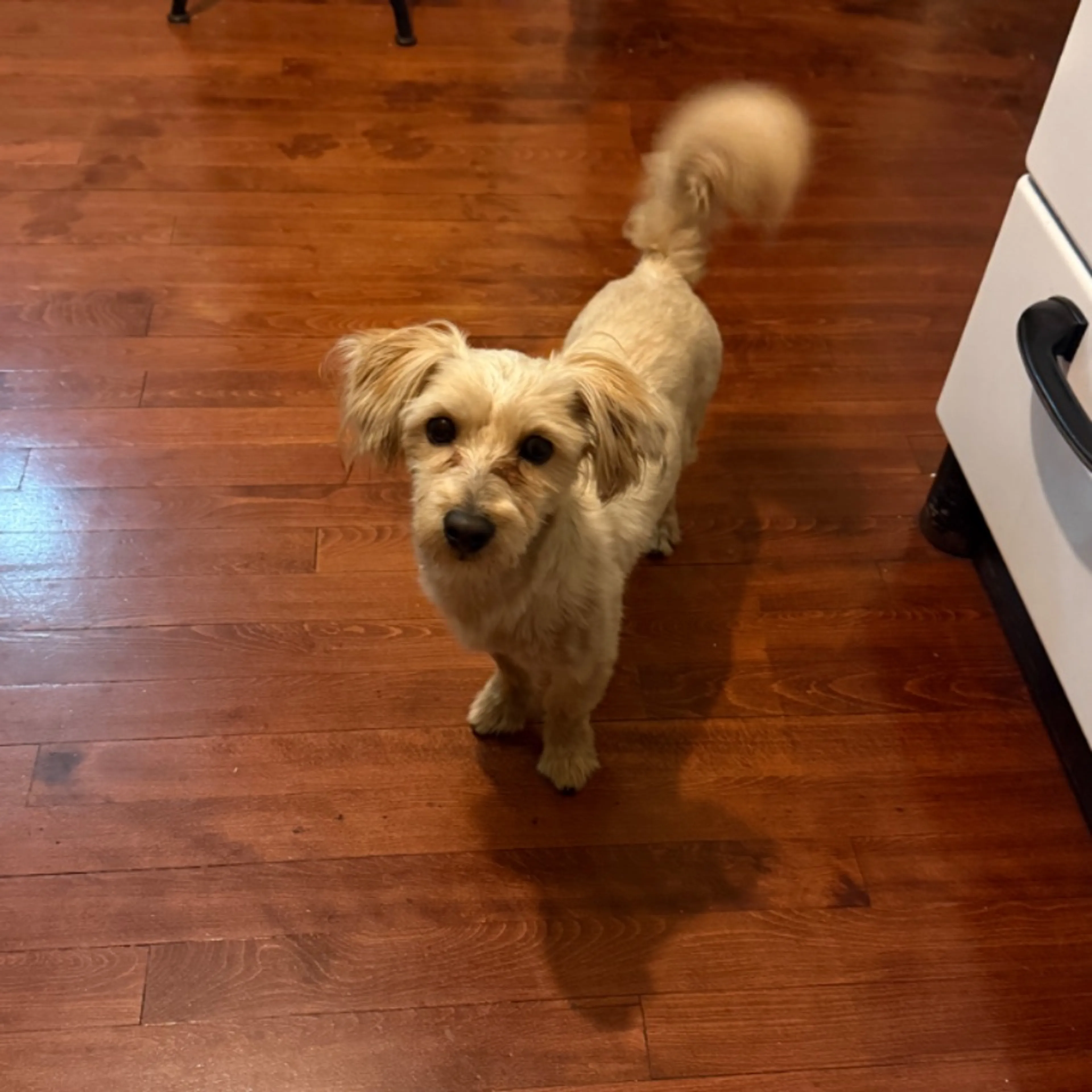 Found pet-0