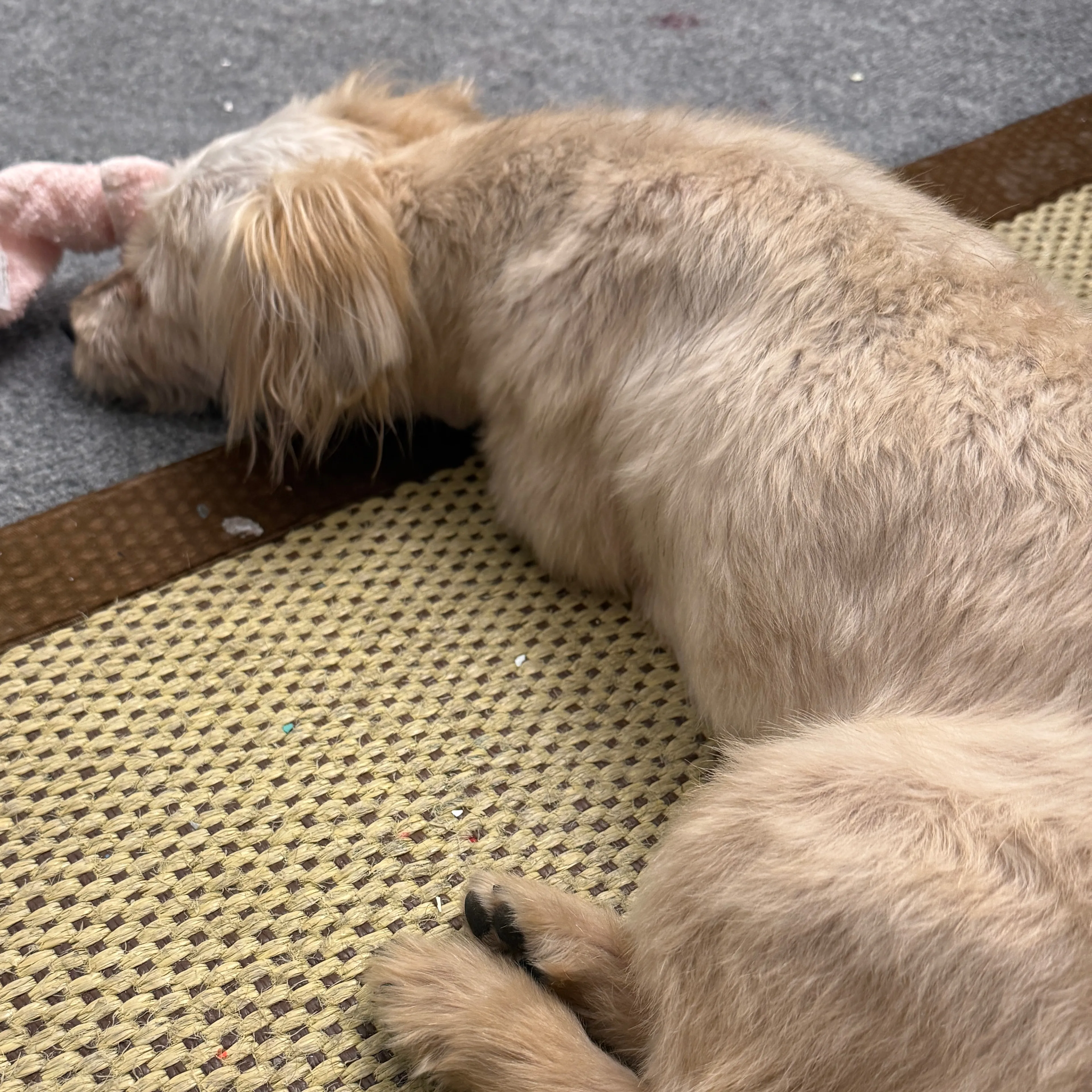 Found pet-1