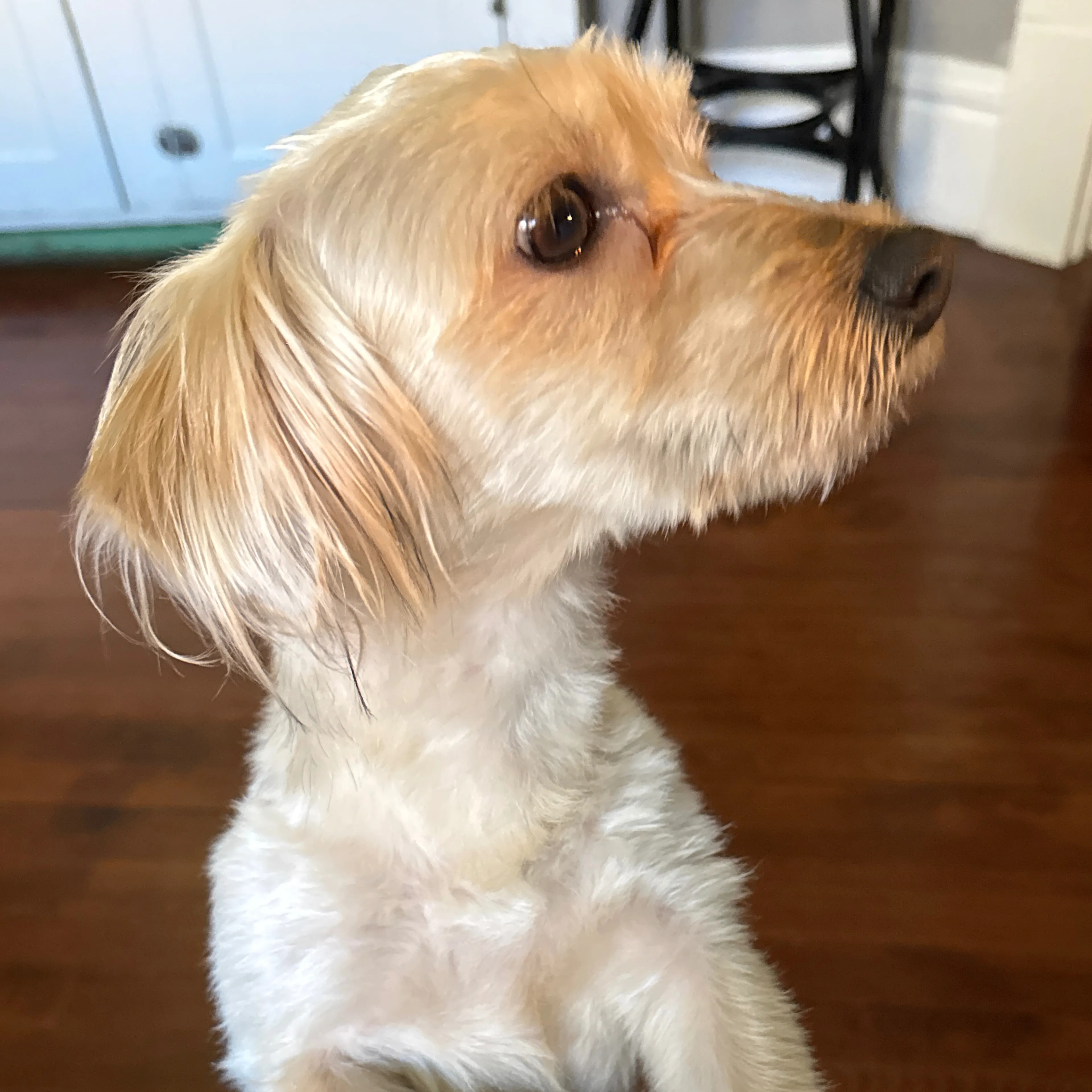 Found pet-3