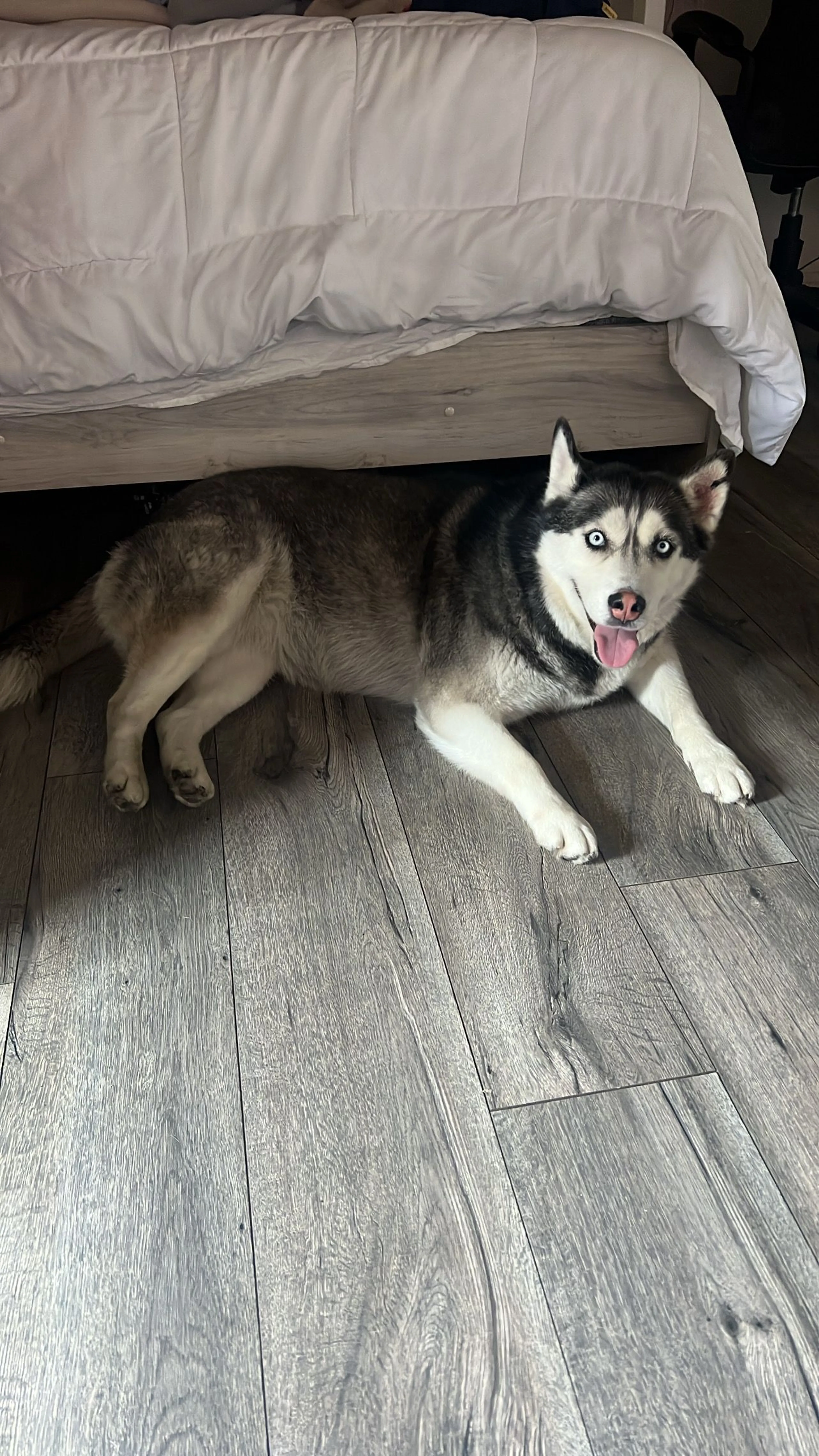 Lost pet-0