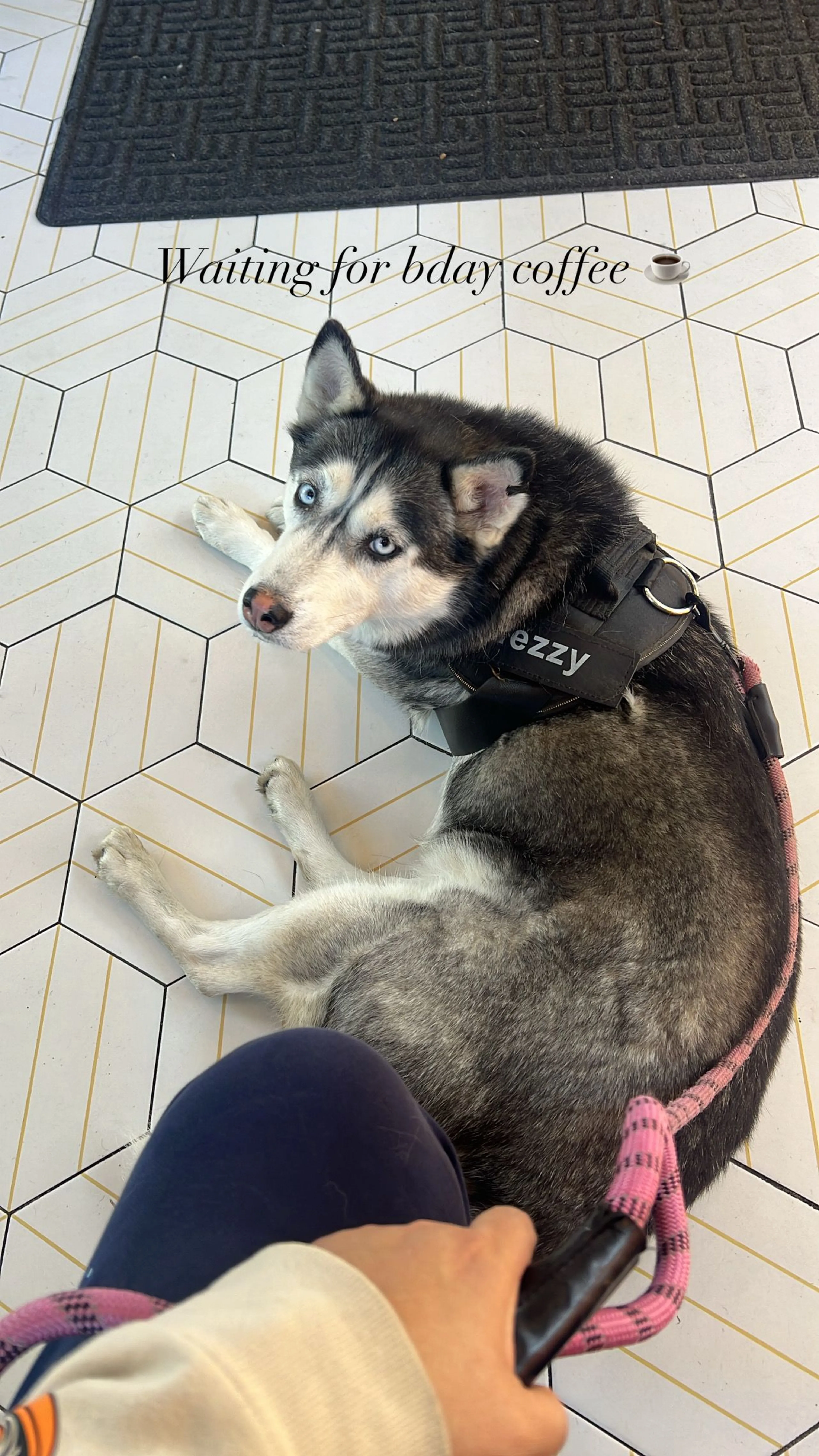 Lost pet-1