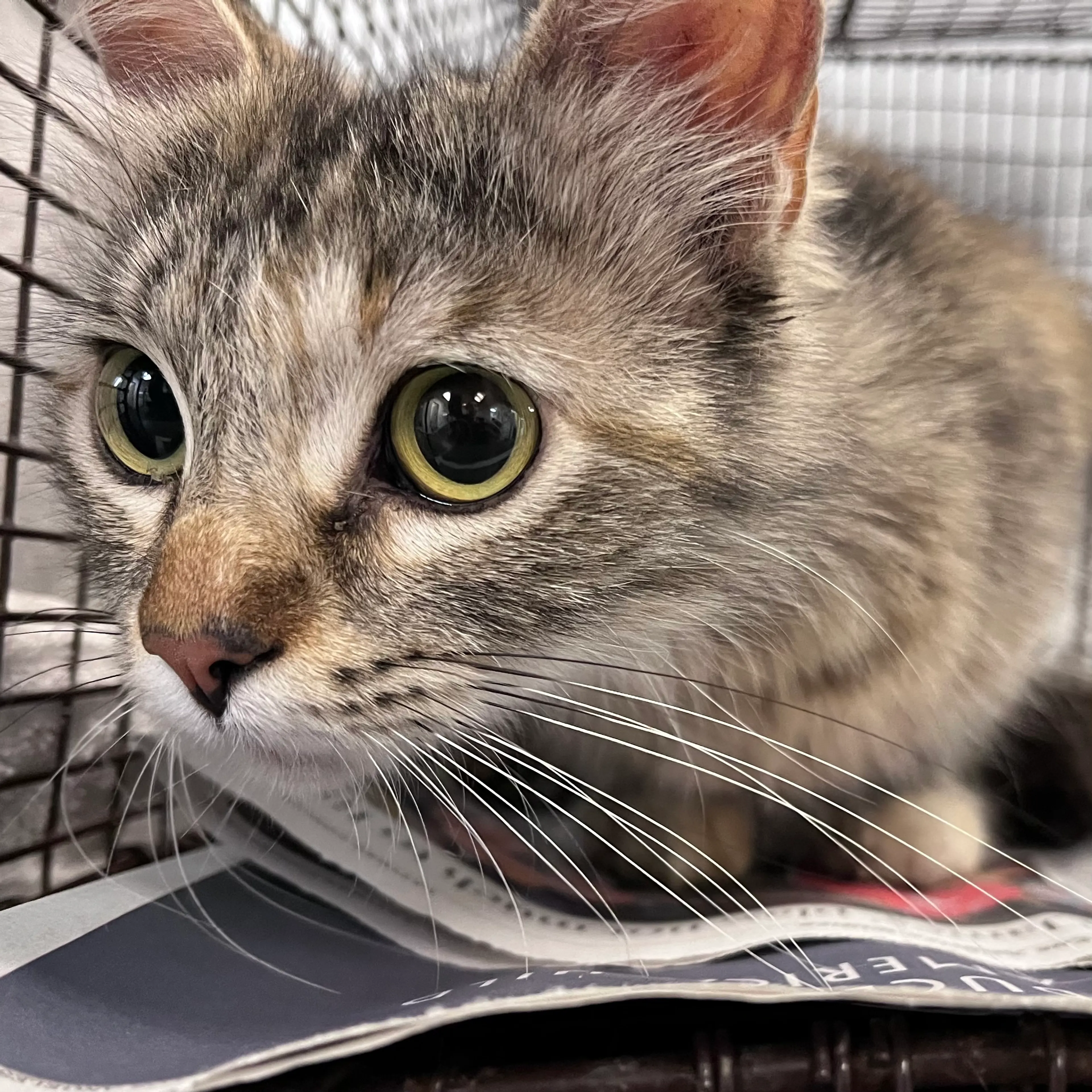 Found pet
