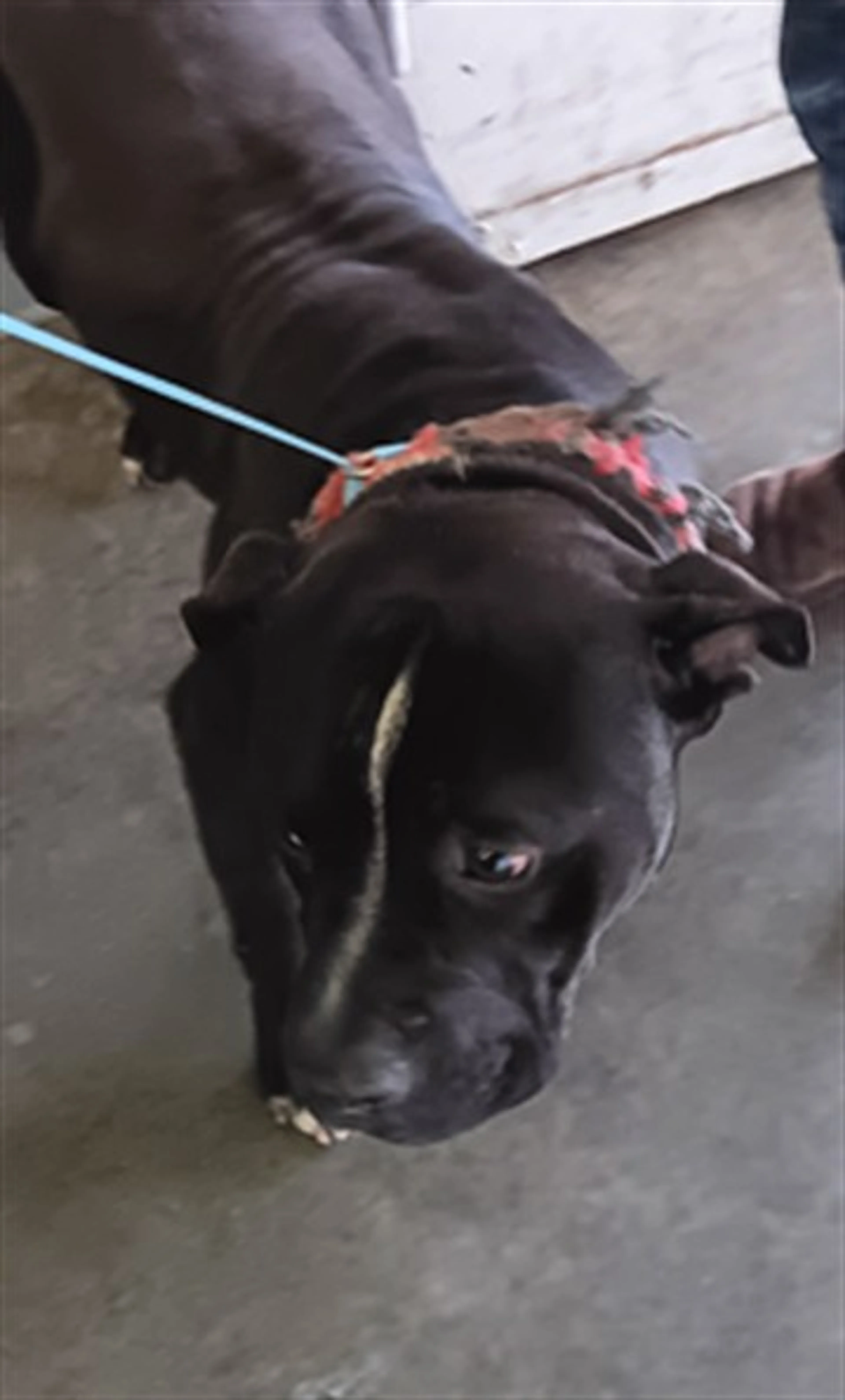 Found pet