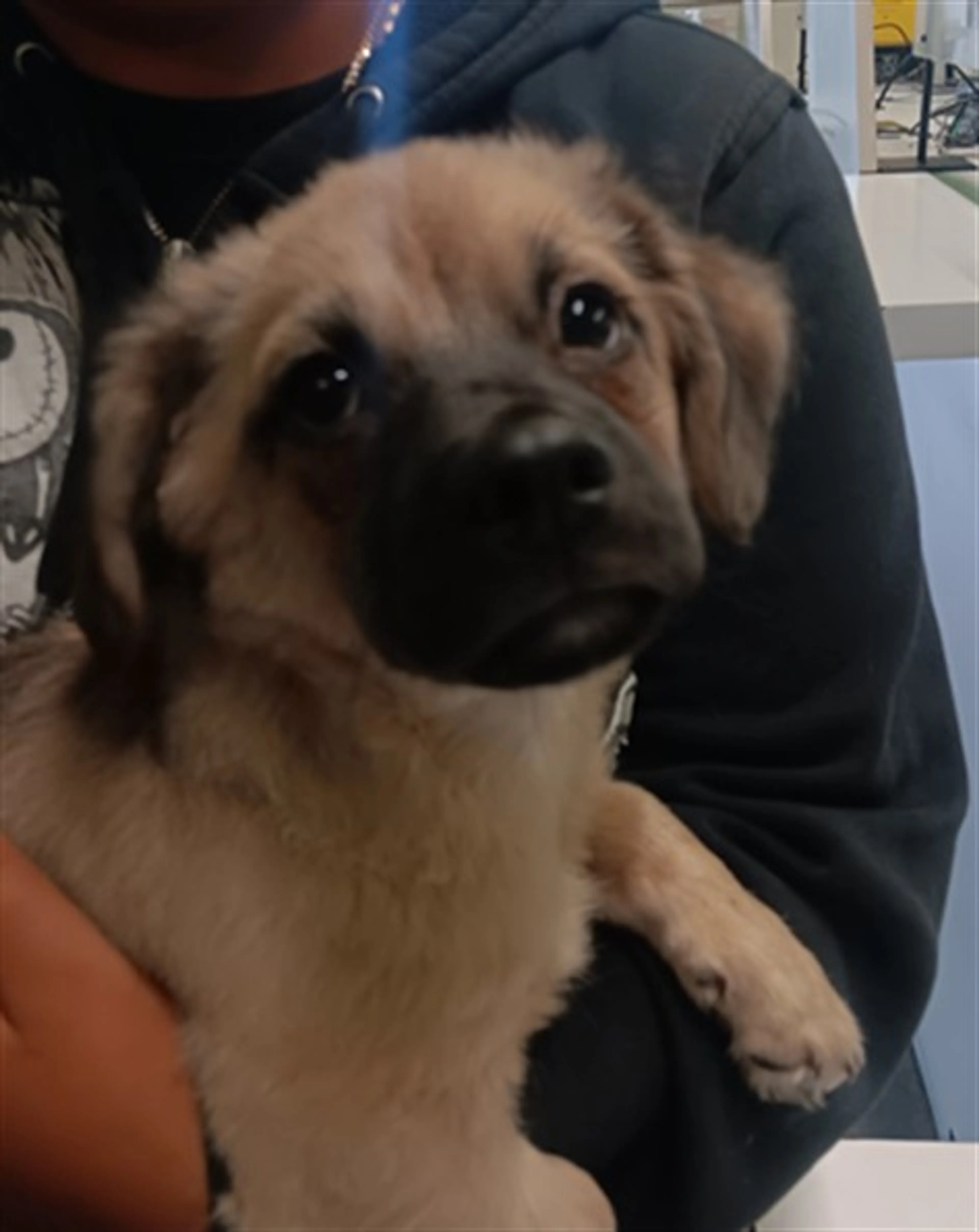 Found pet