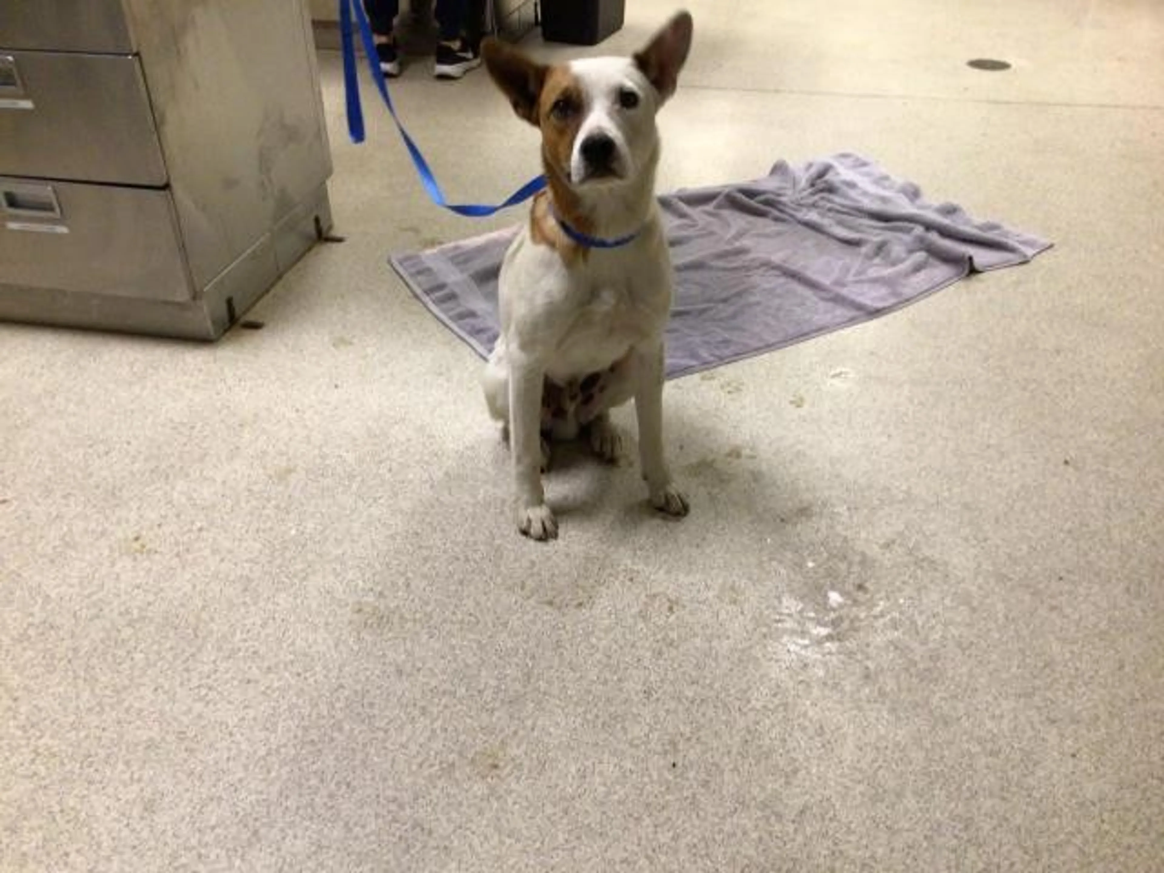 Found pet