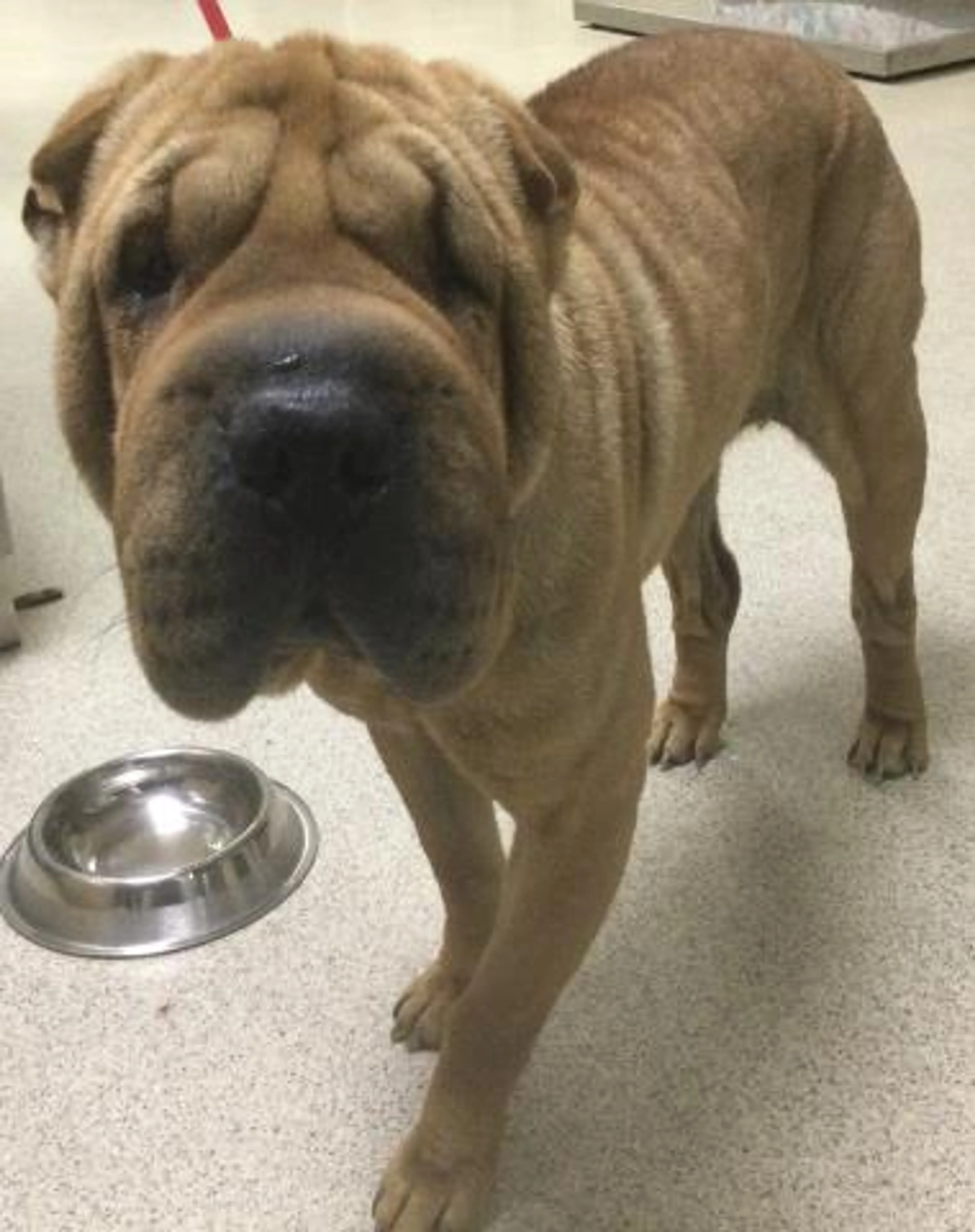 Found pet