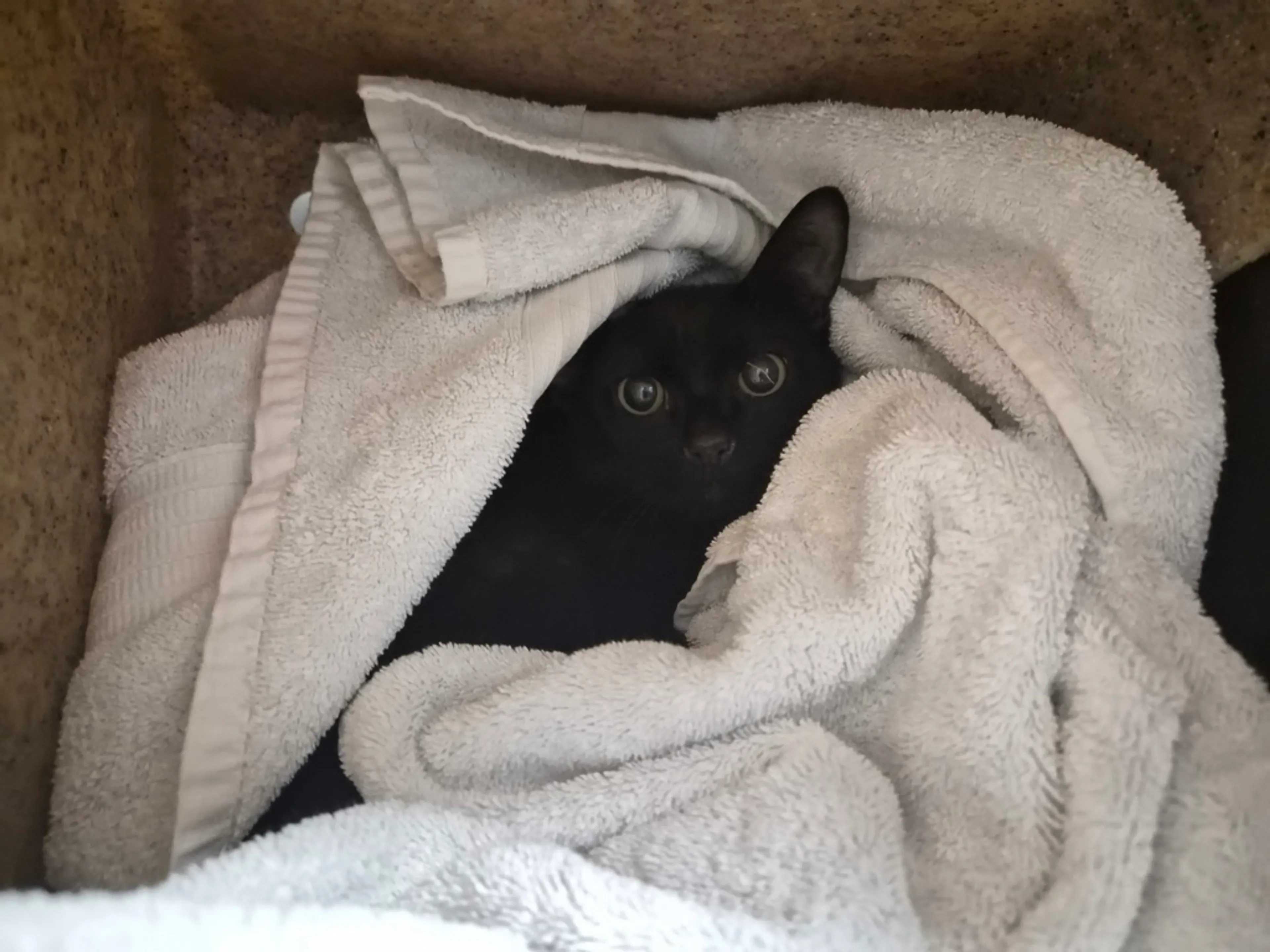 Found pet-1