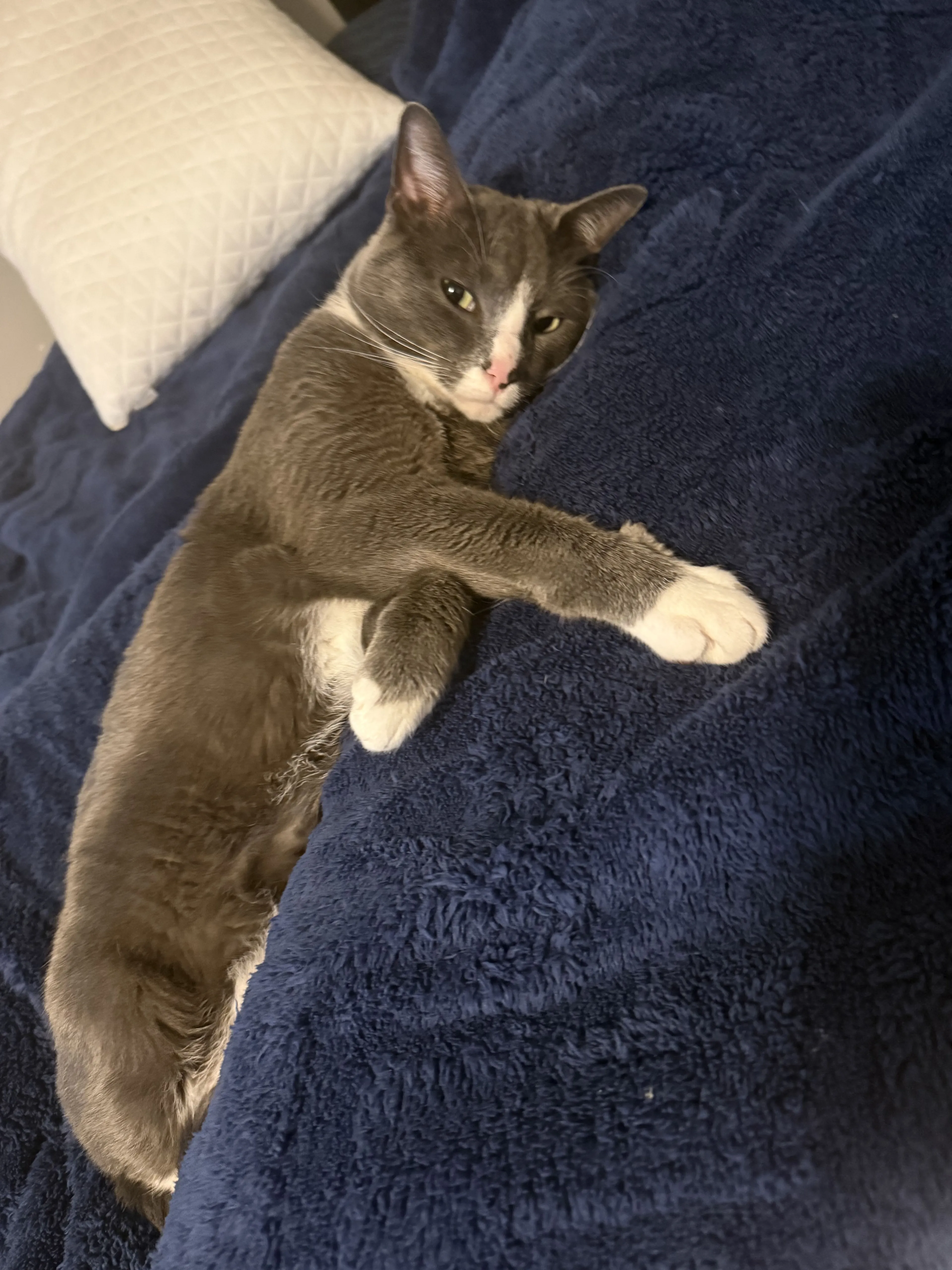 Lost pet-2