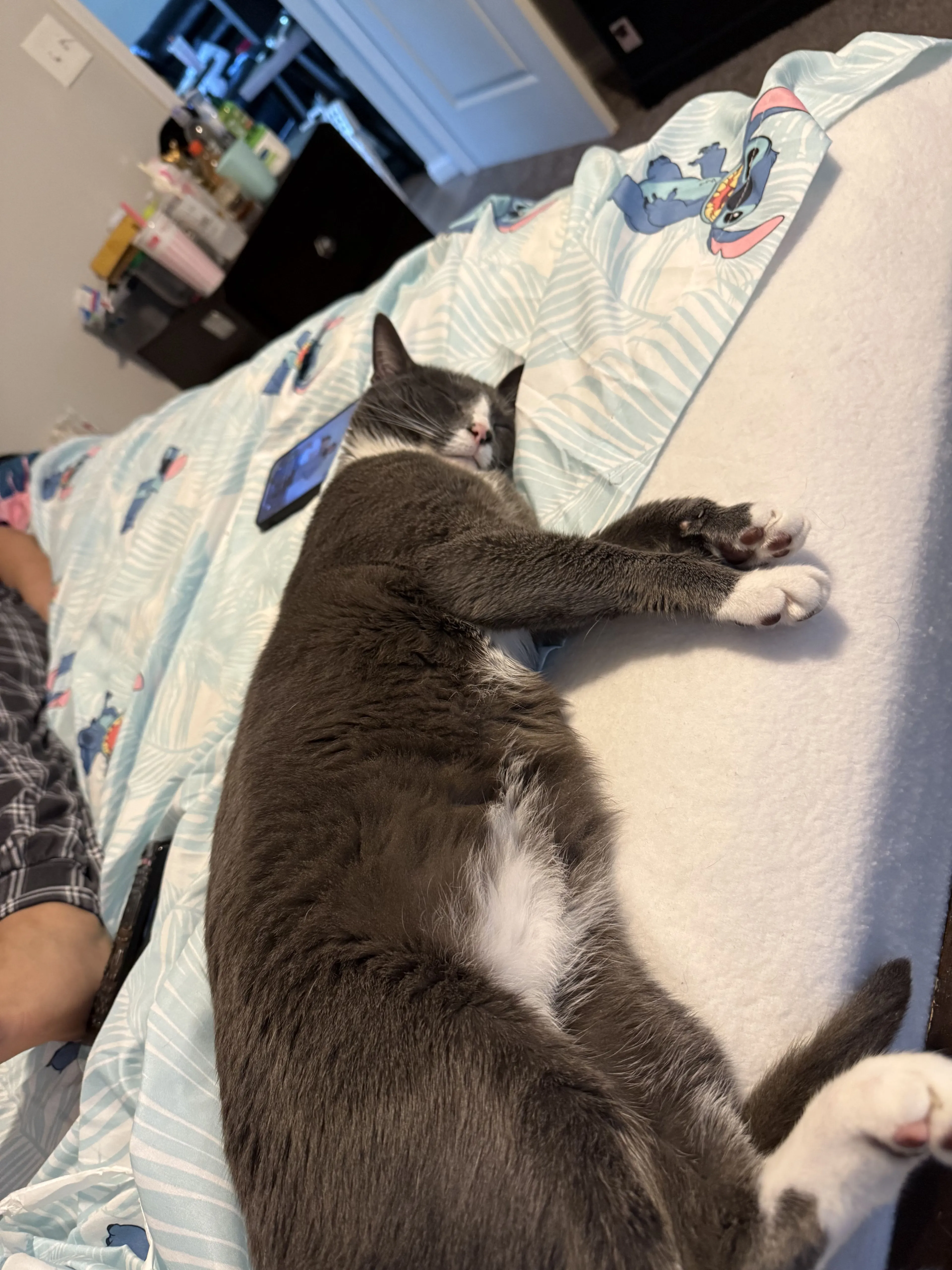 Lost pet-3