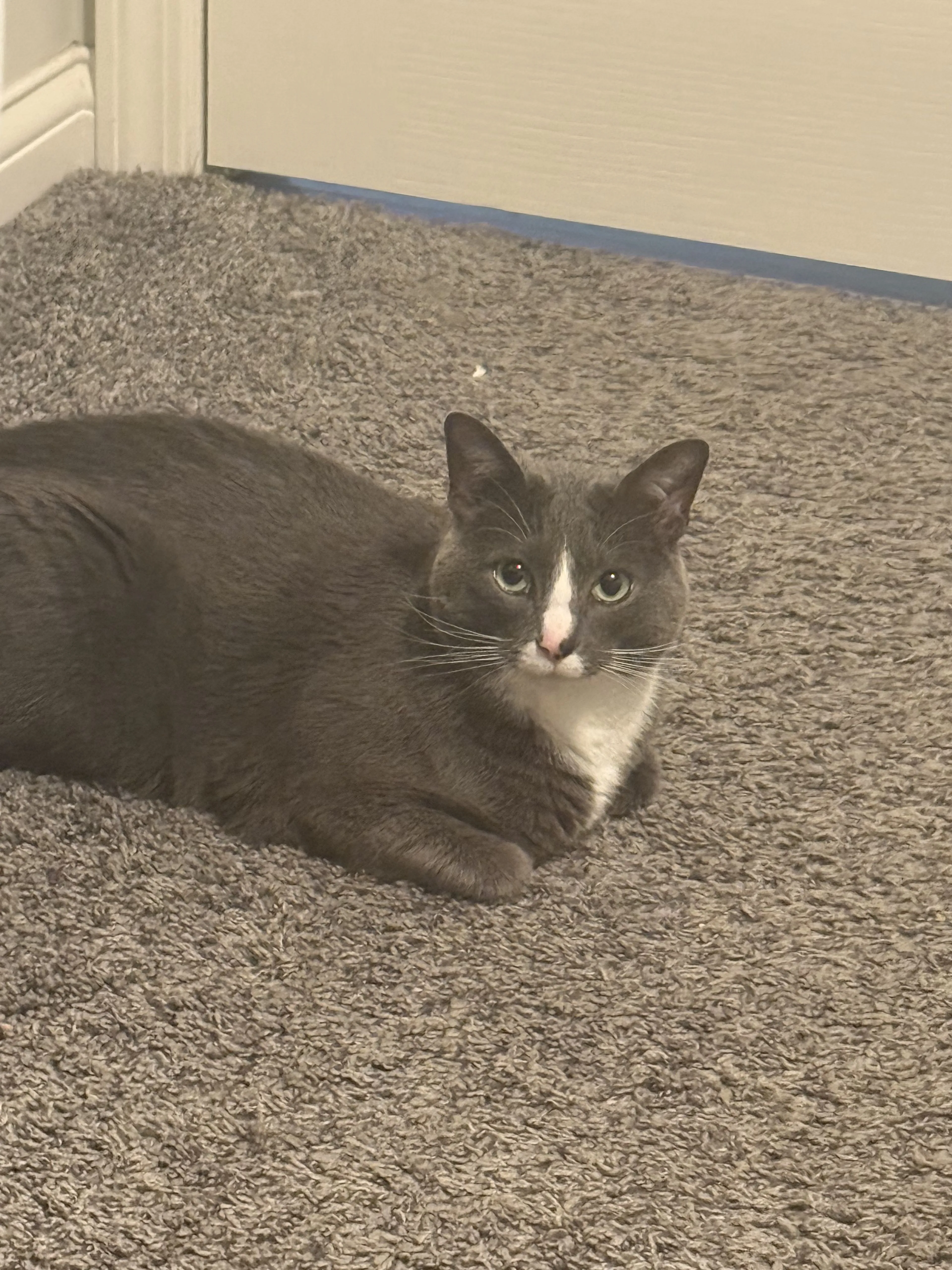 Lost pet-1