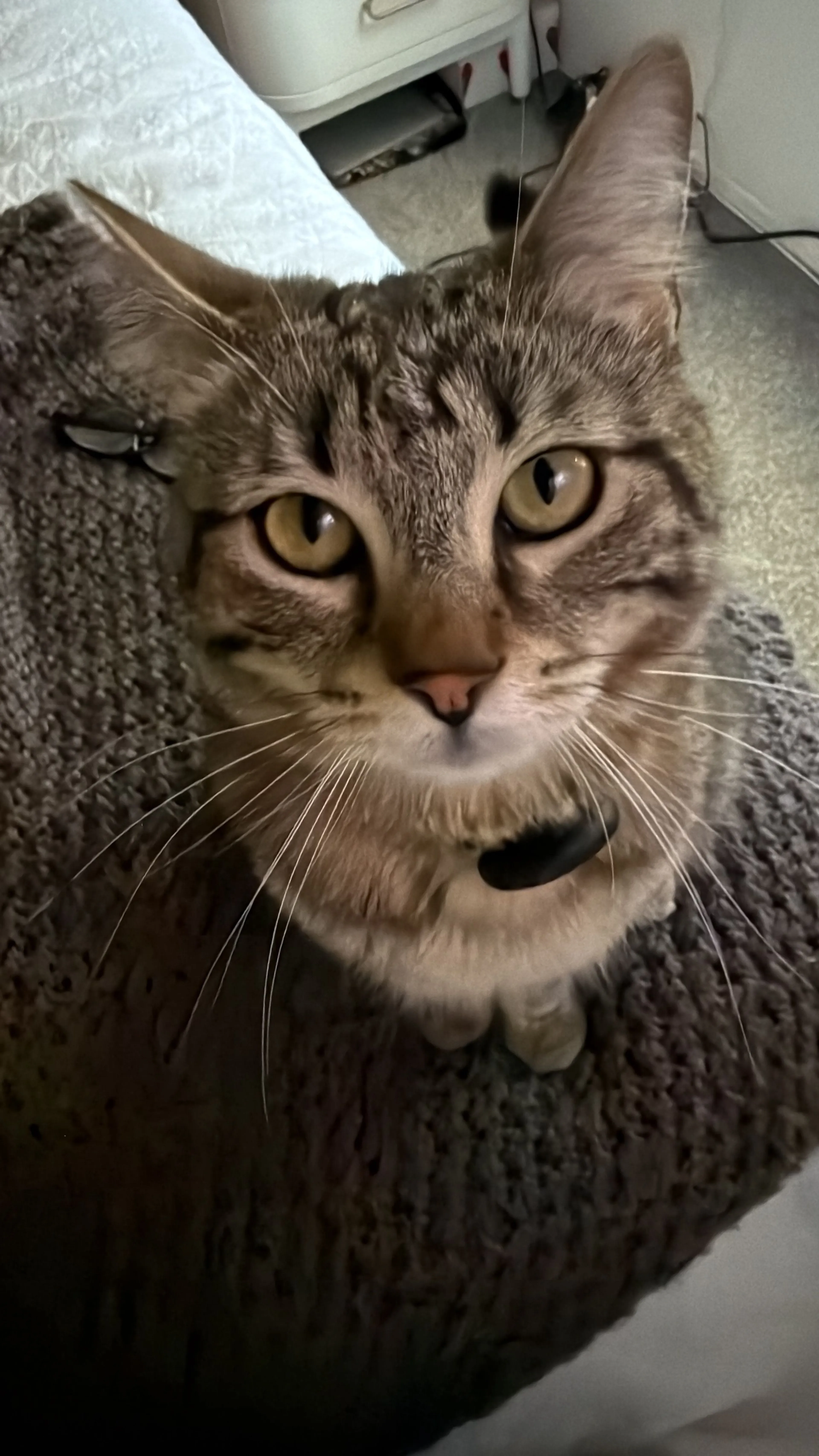 Lost pet-3