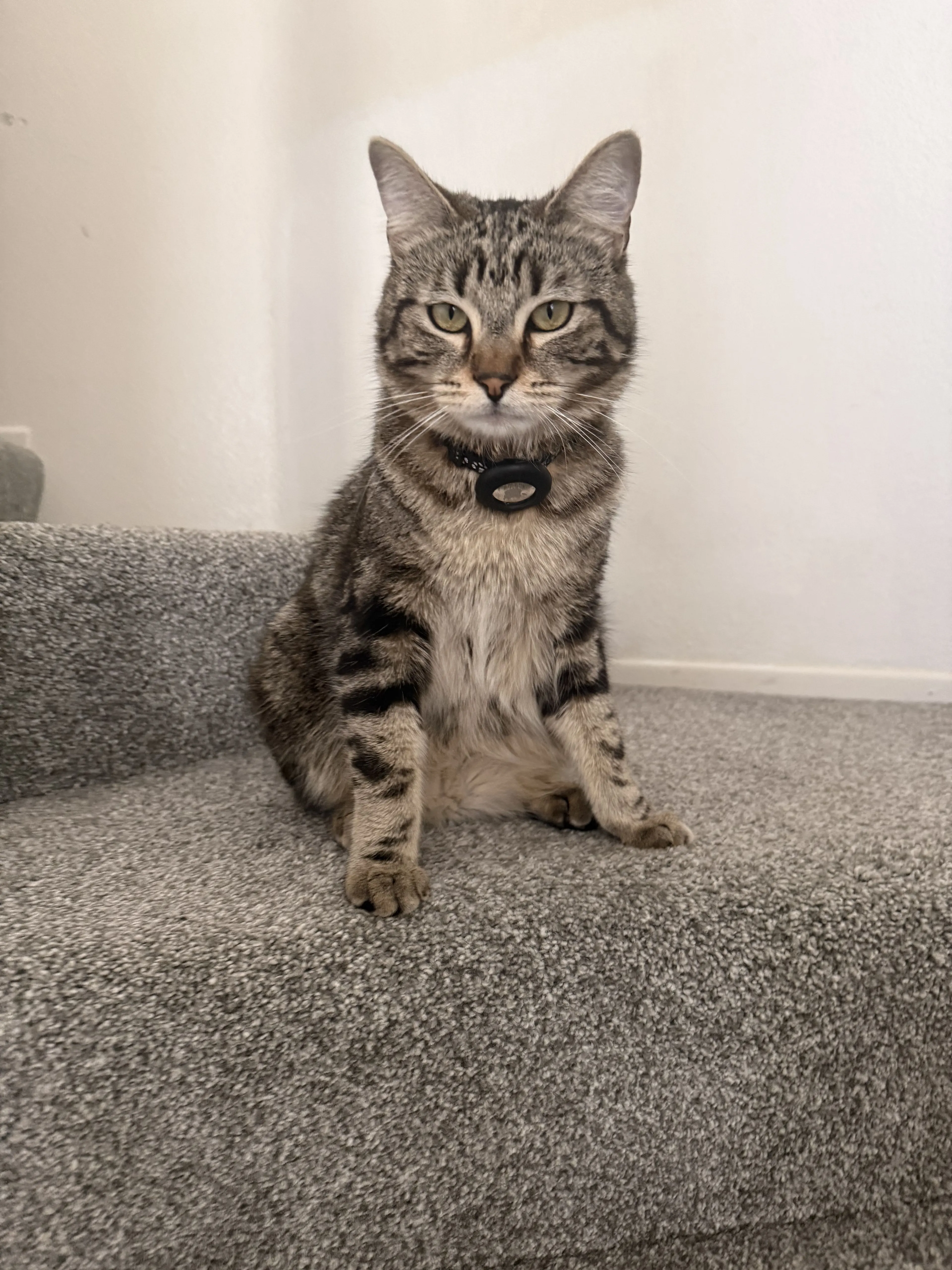Lost pet-0