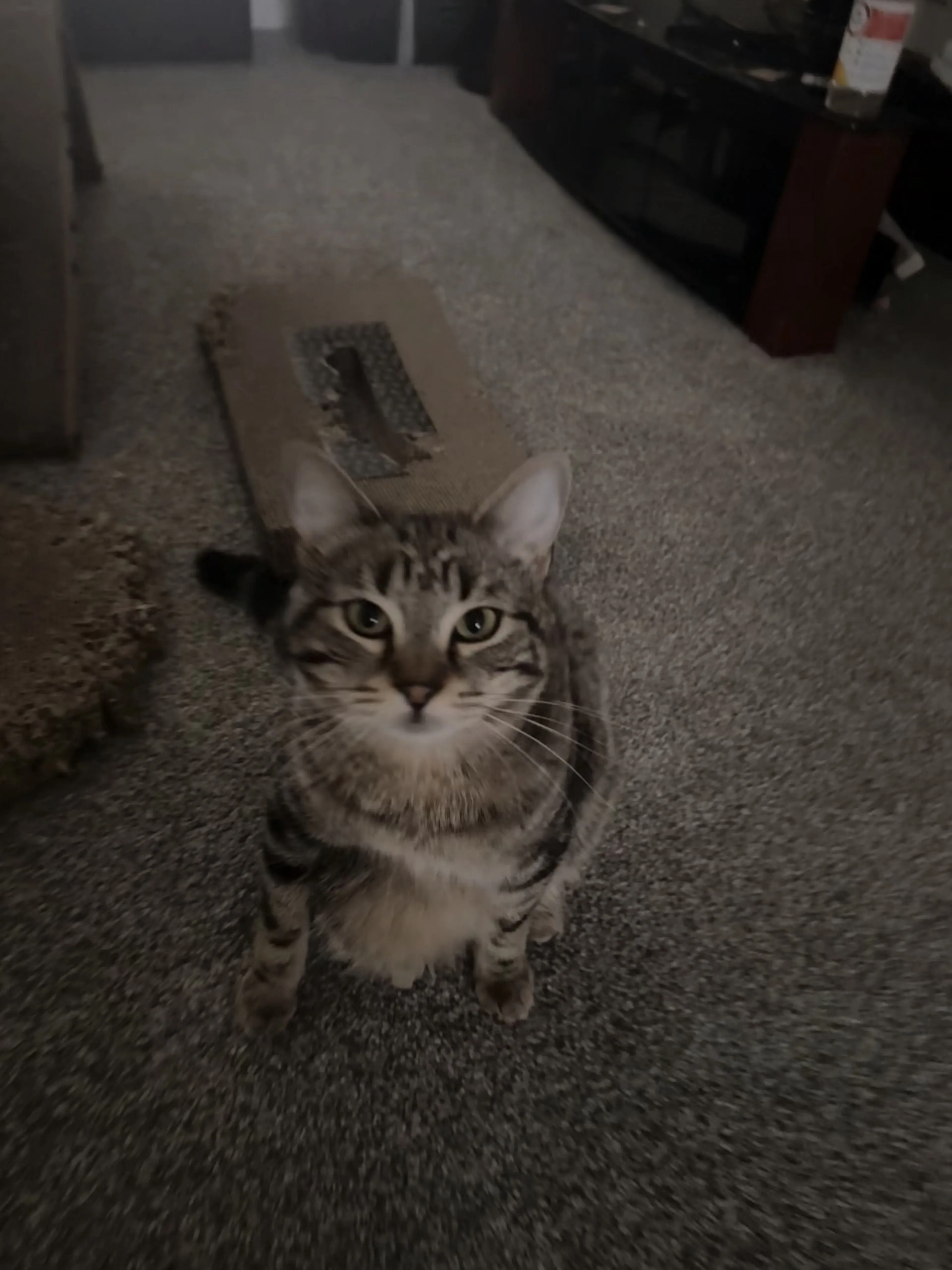 Lost pet-2