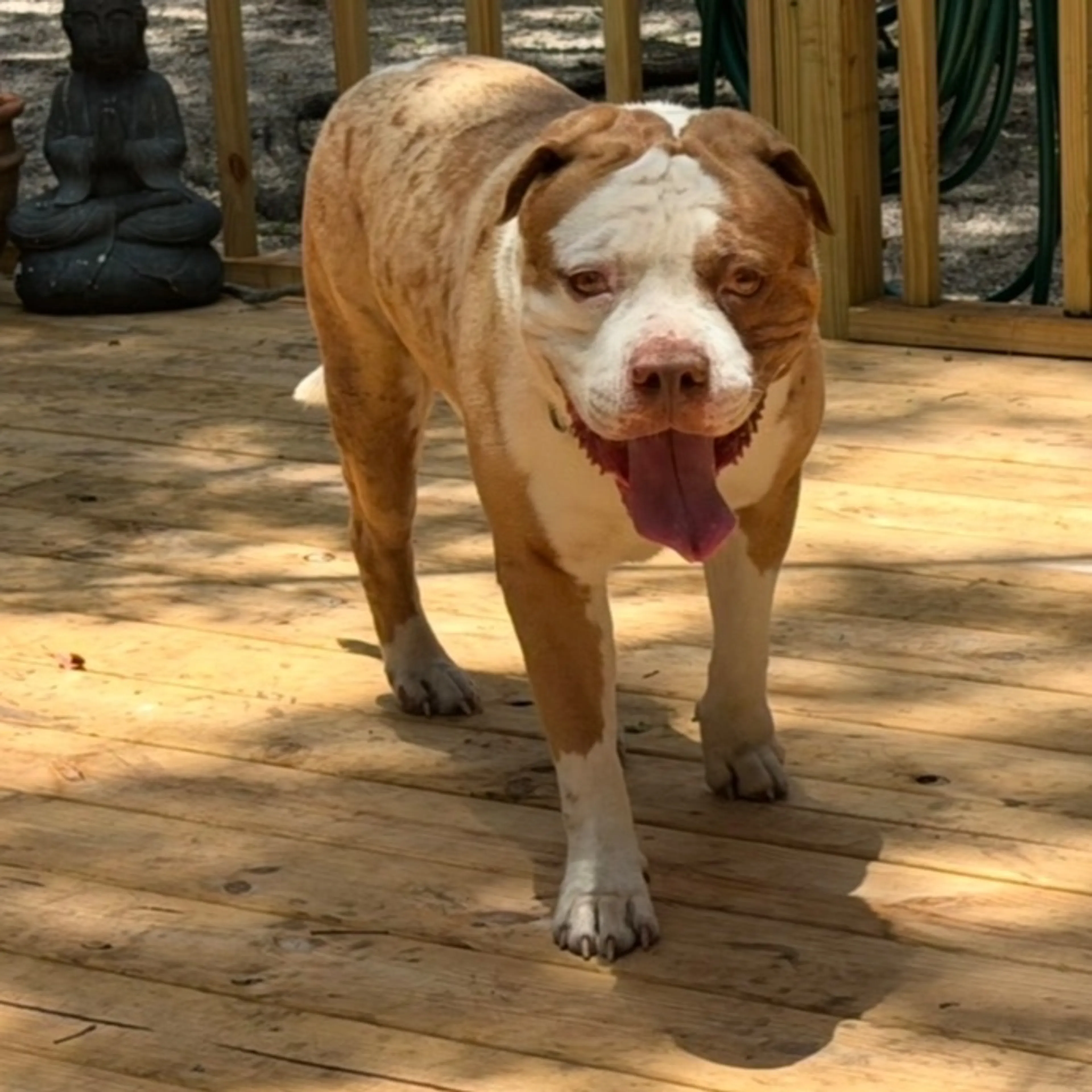 Found pet