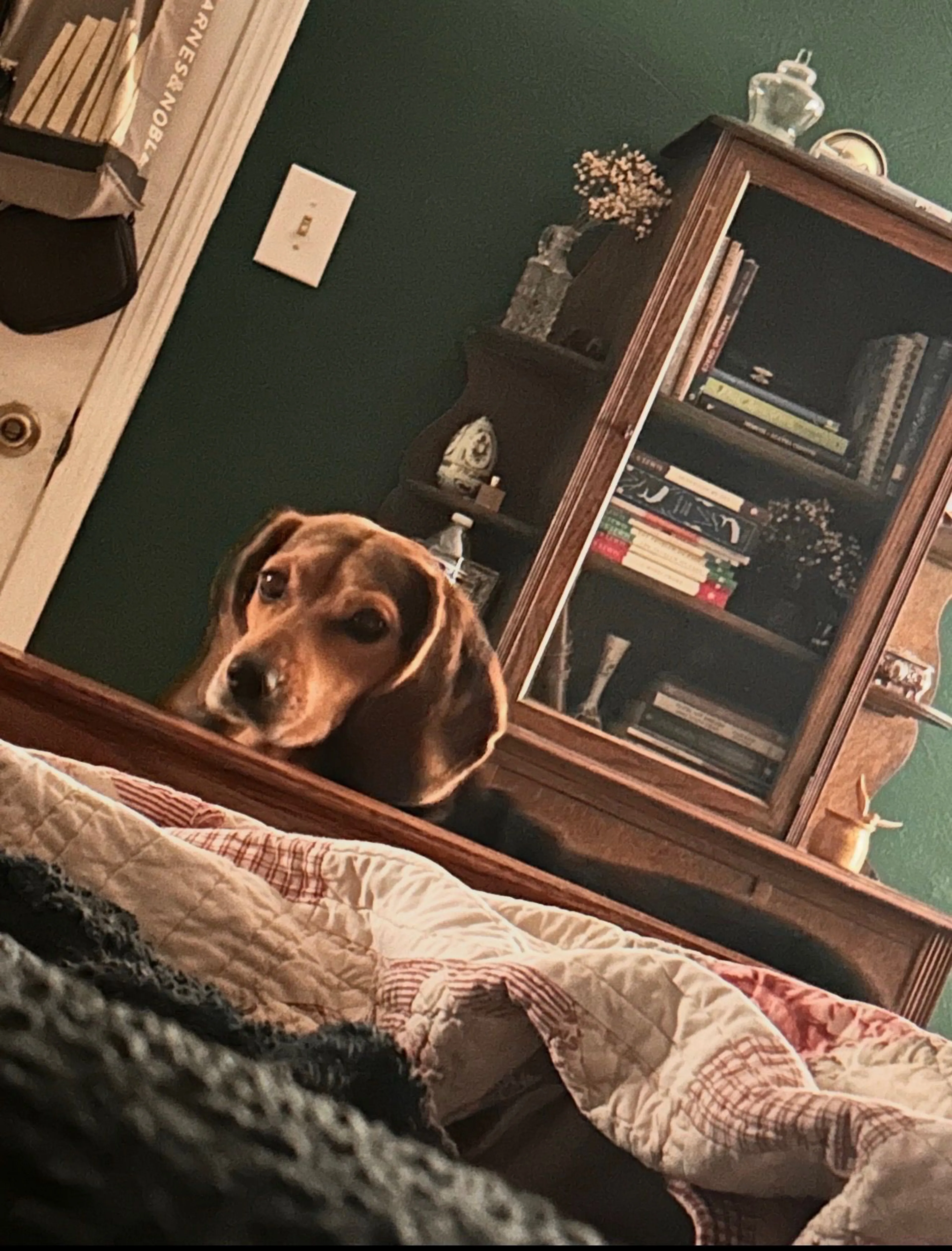 Lost pet-0