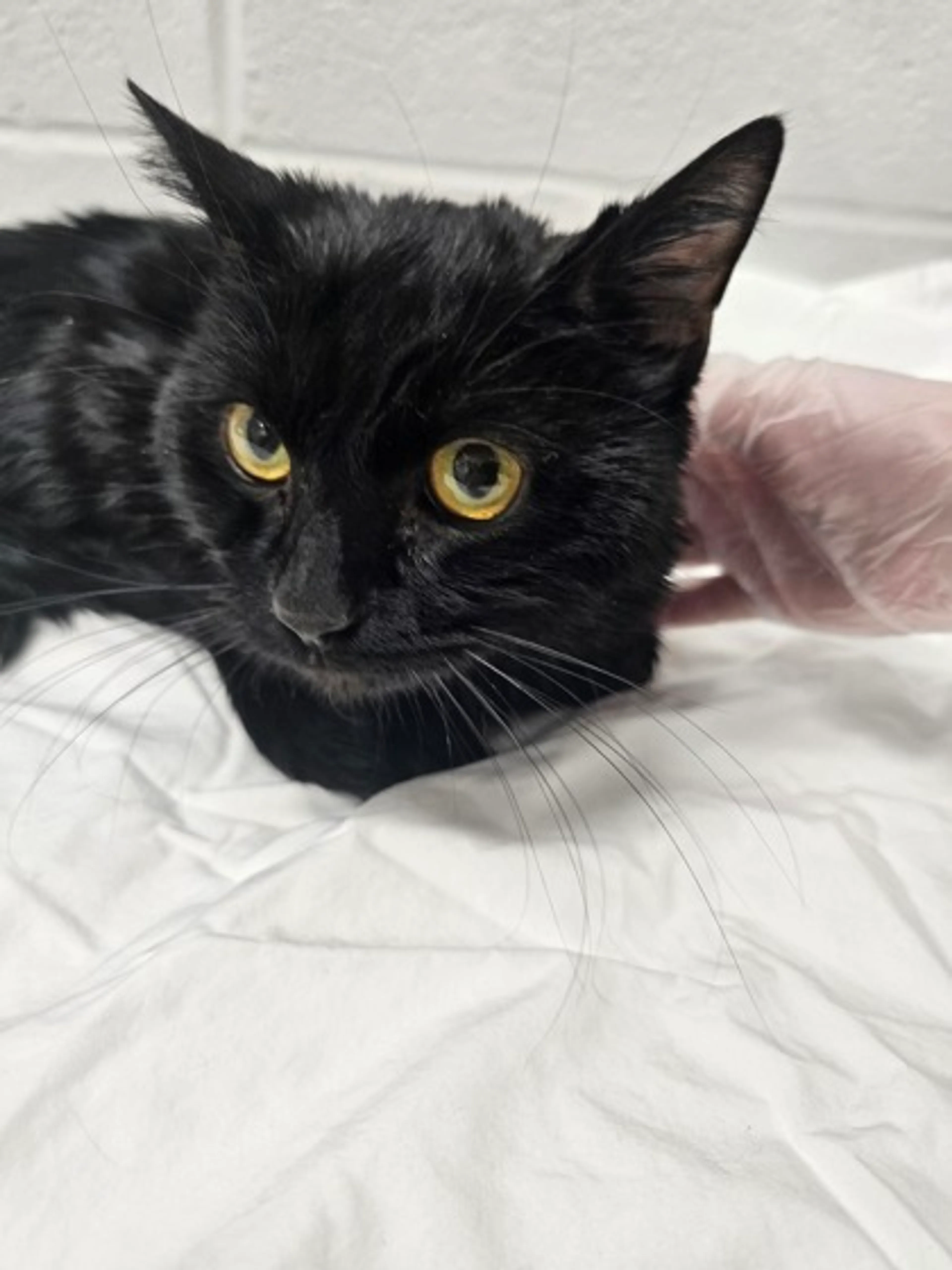 Found pet