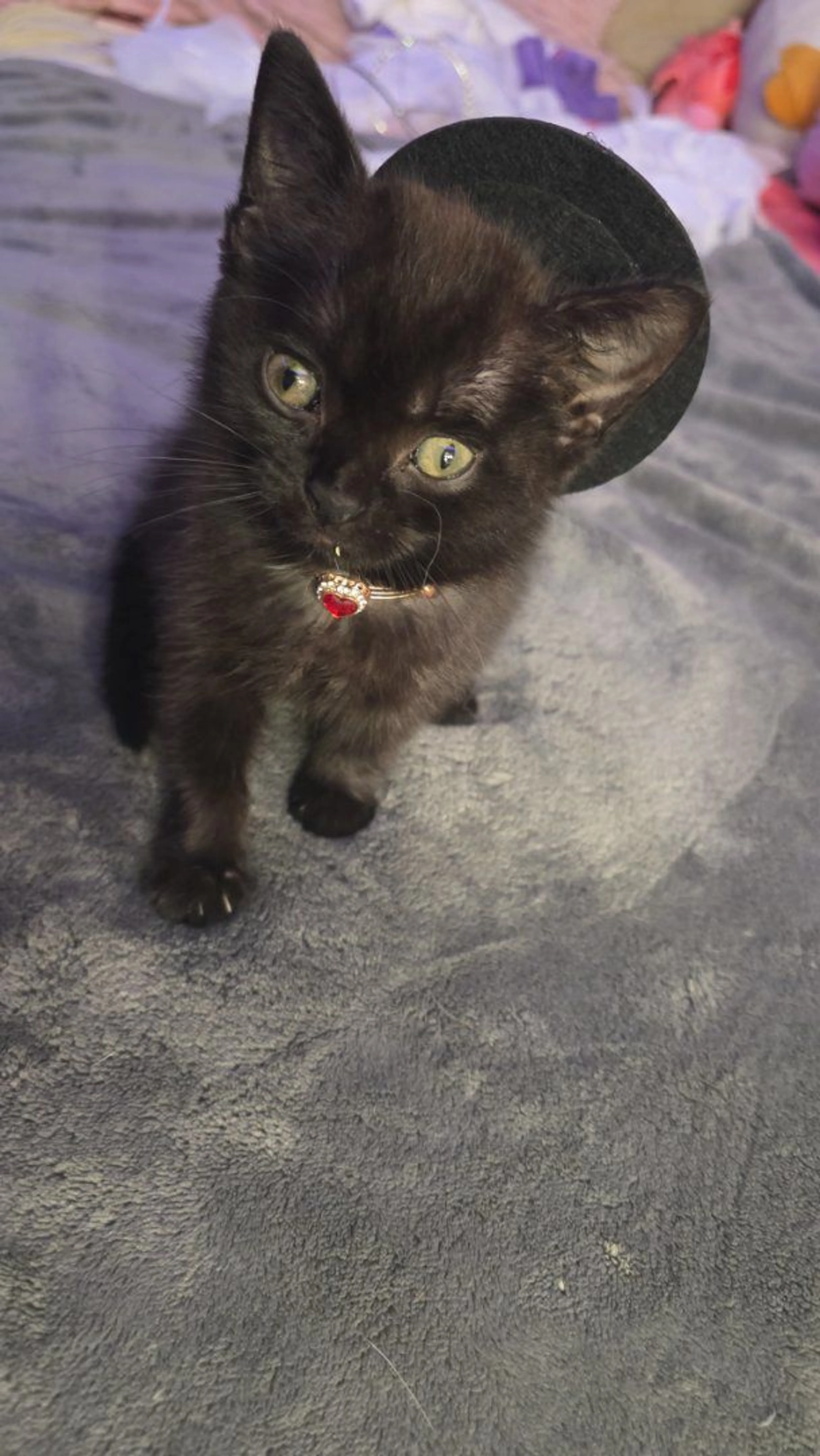 Lost pet-1