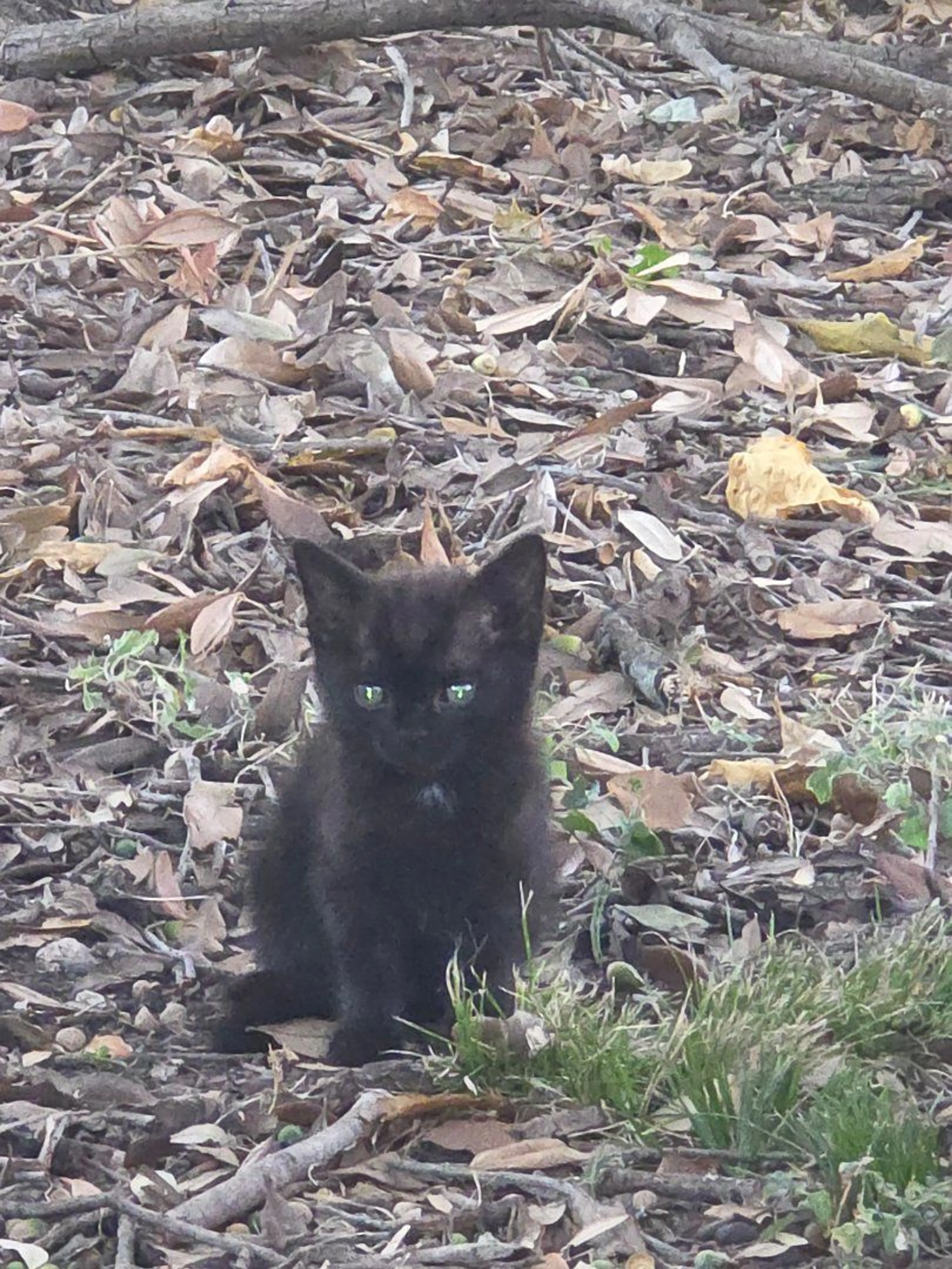 Lost pet-0