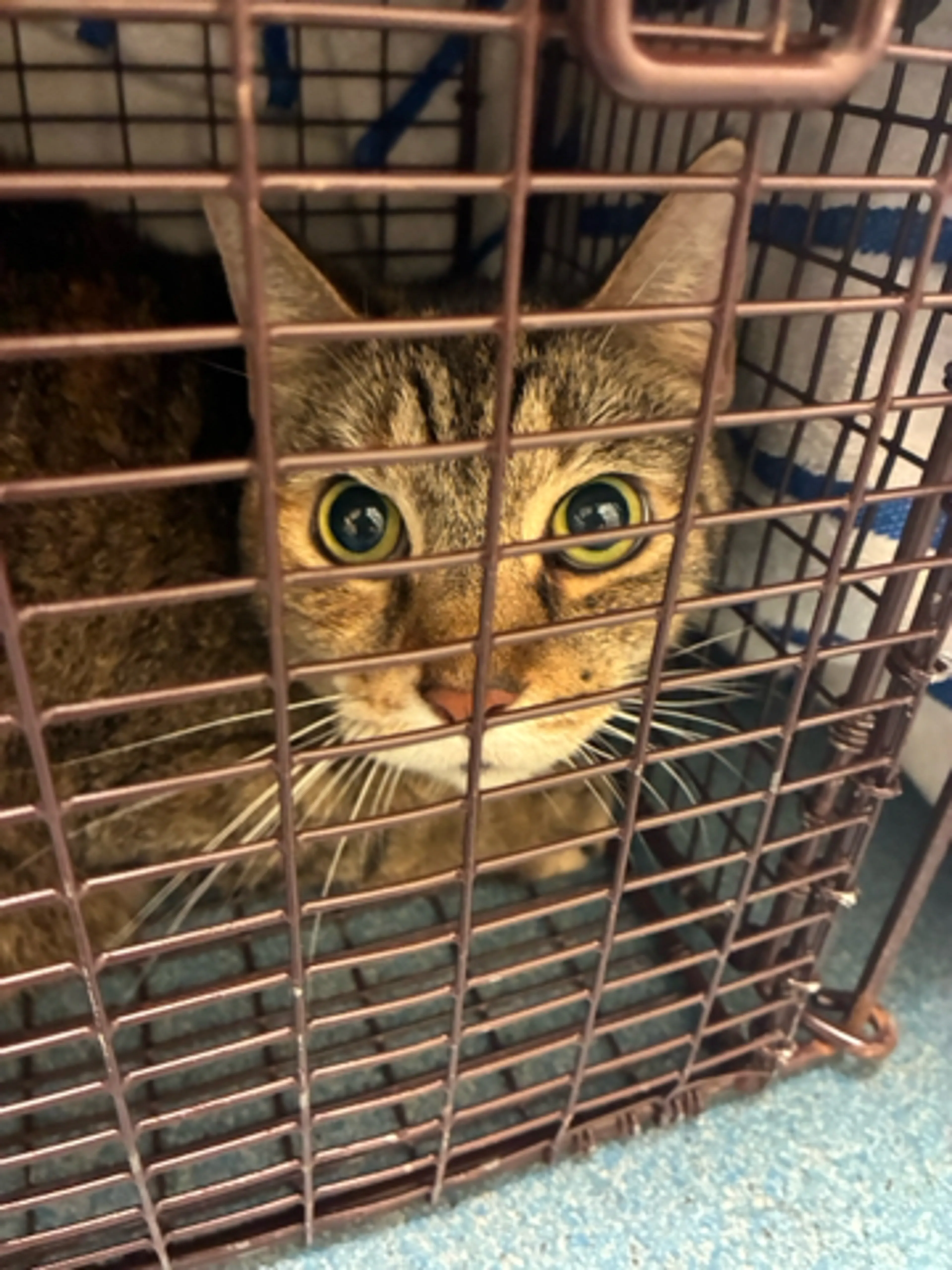 Found pet