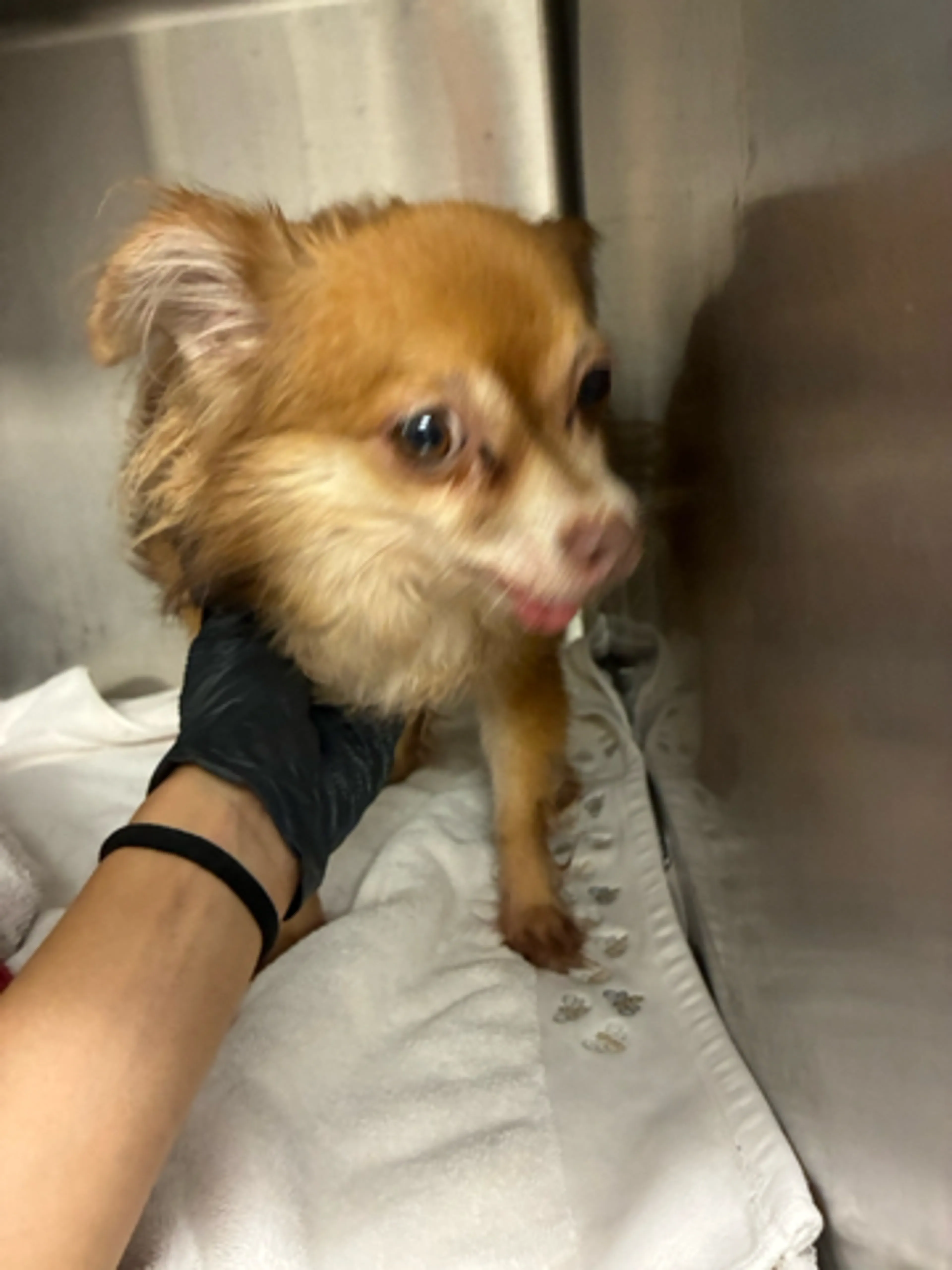 Found pet