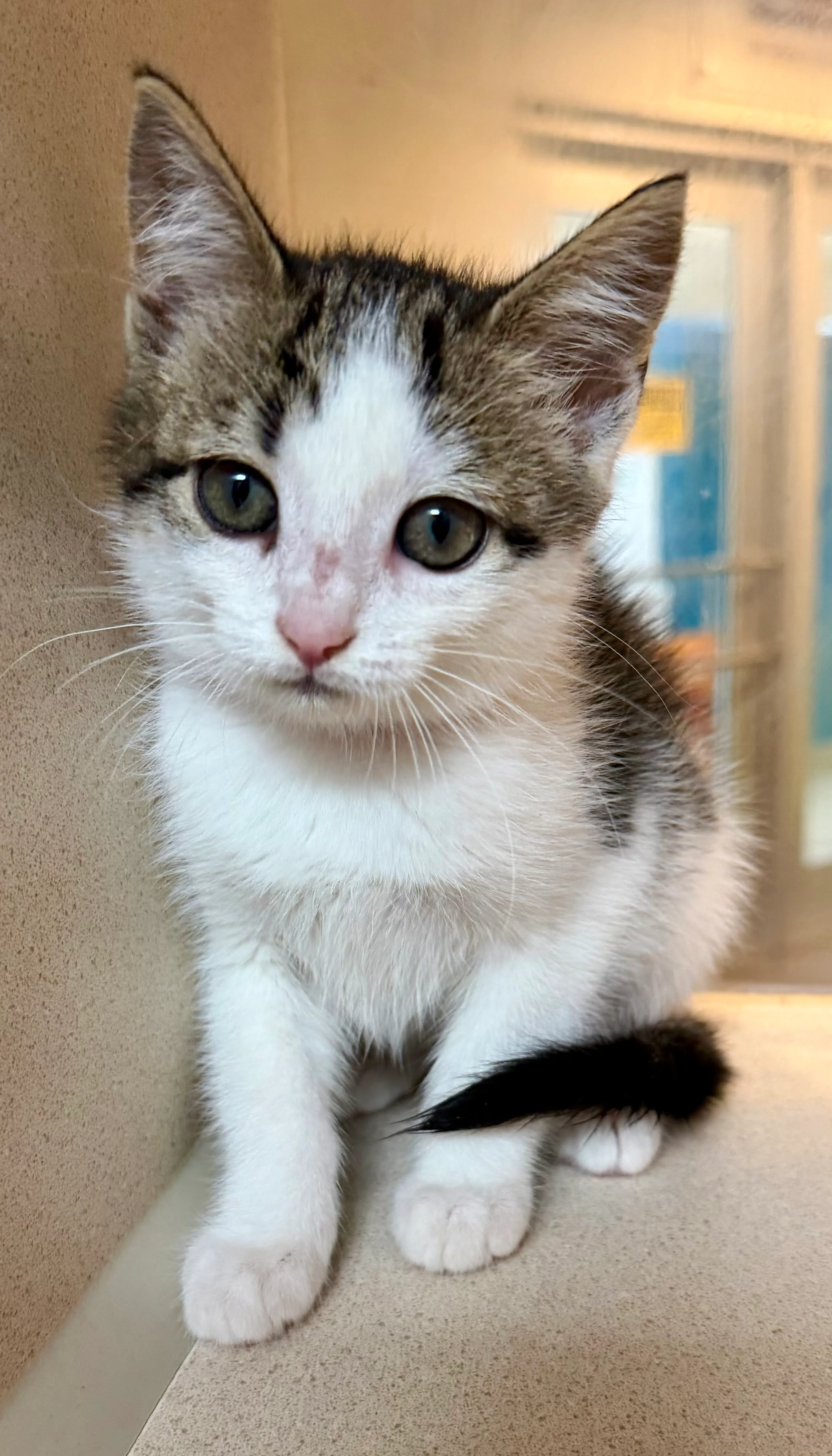 Found pet