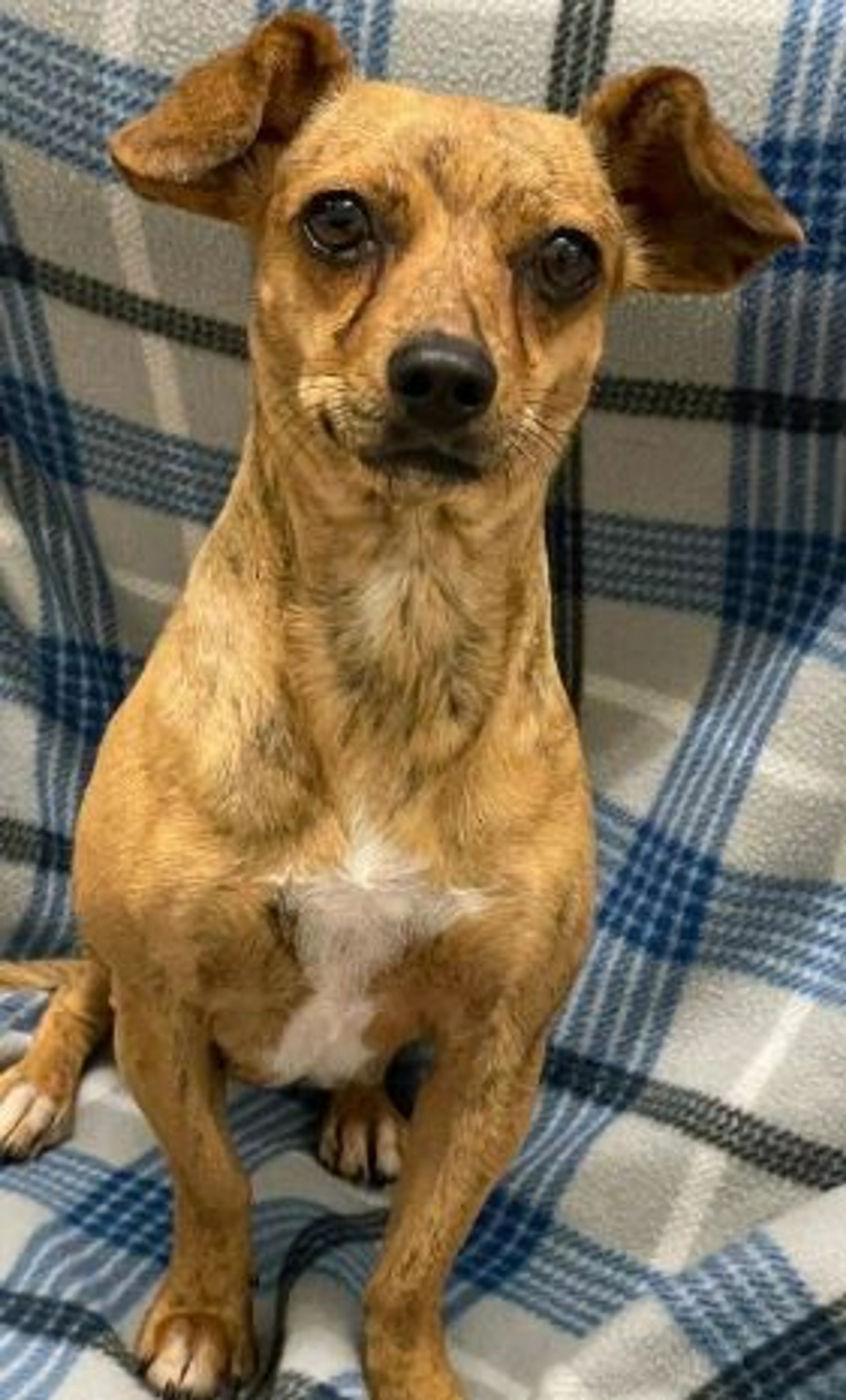 Found pet