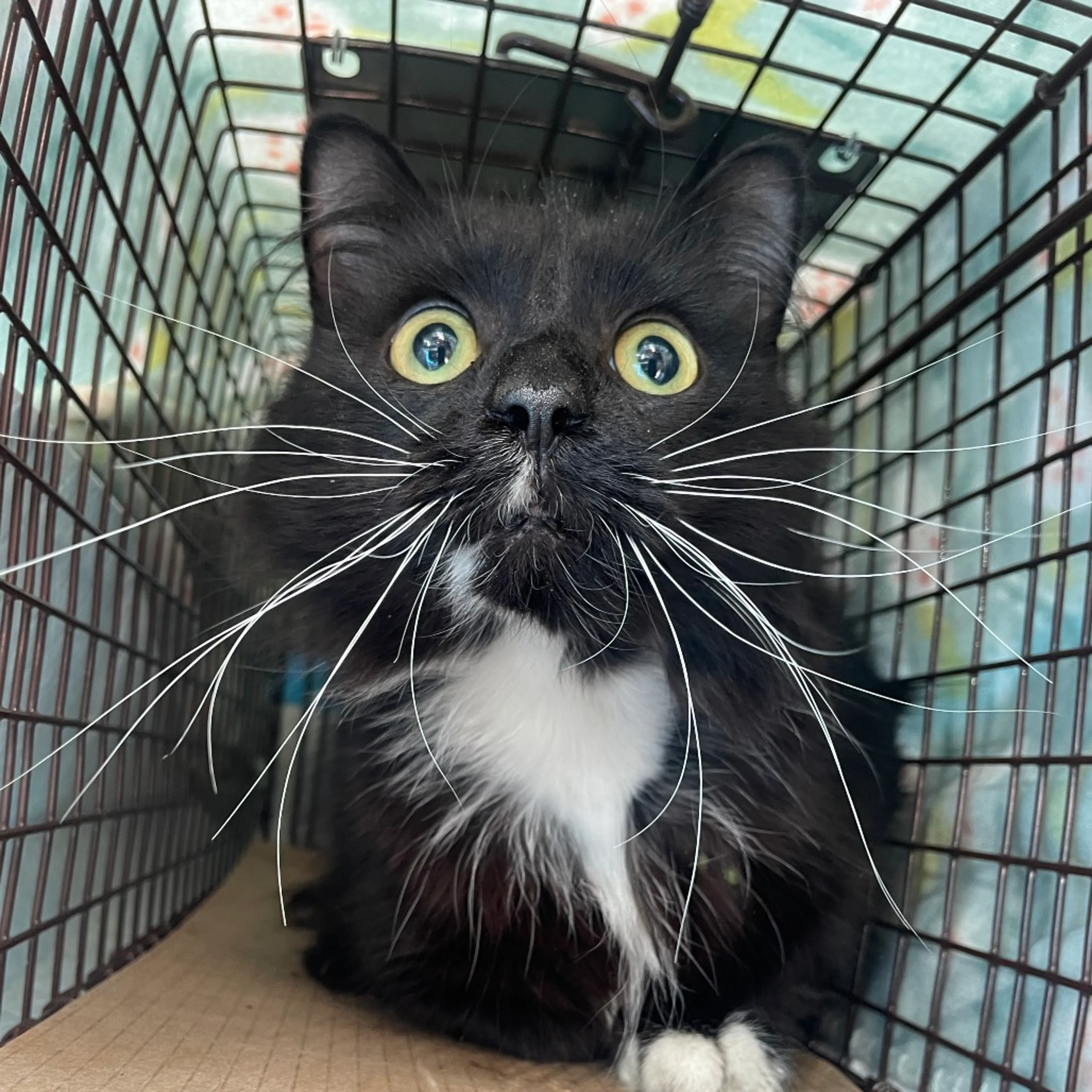 Found pet