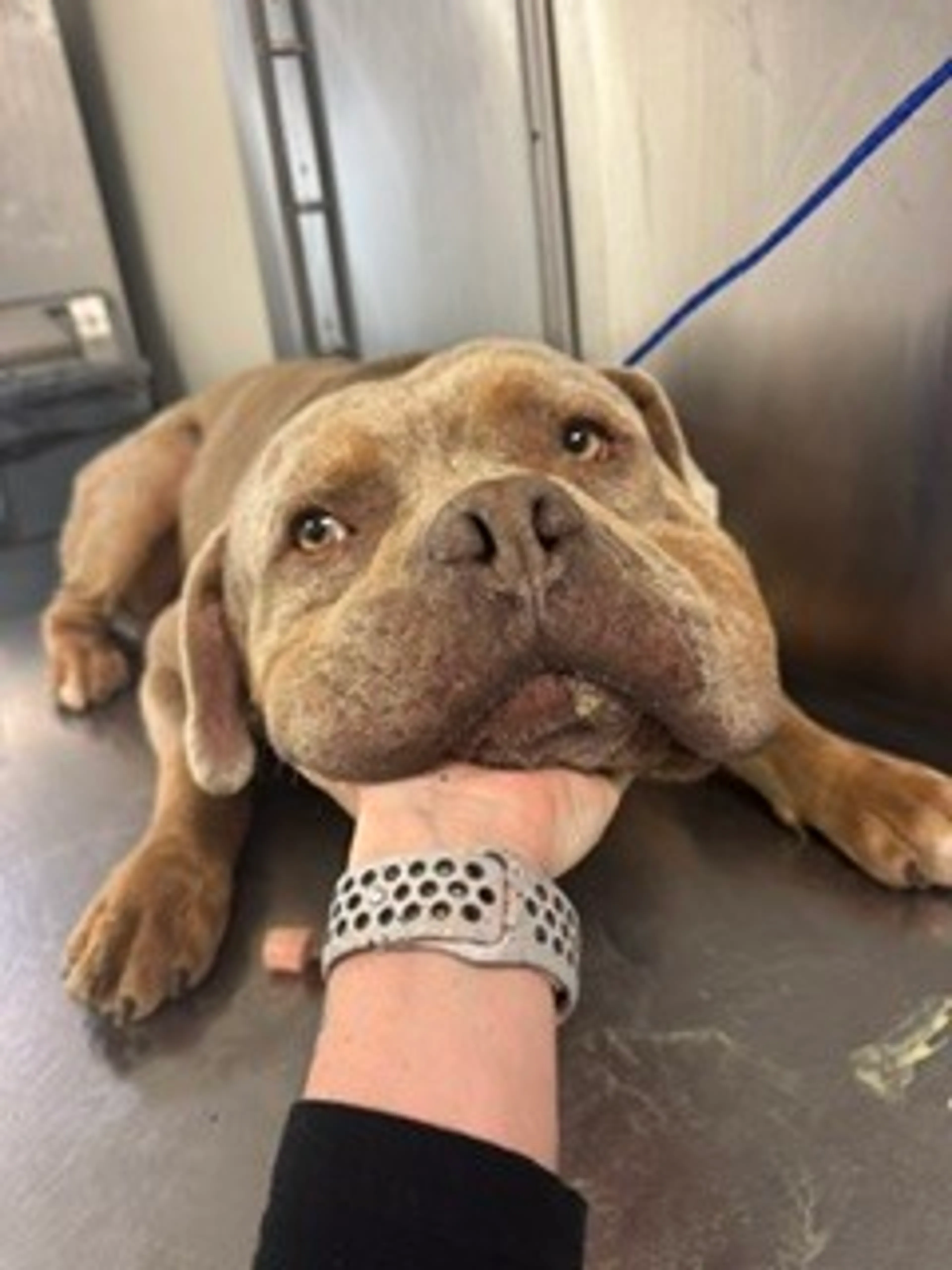 Found pet